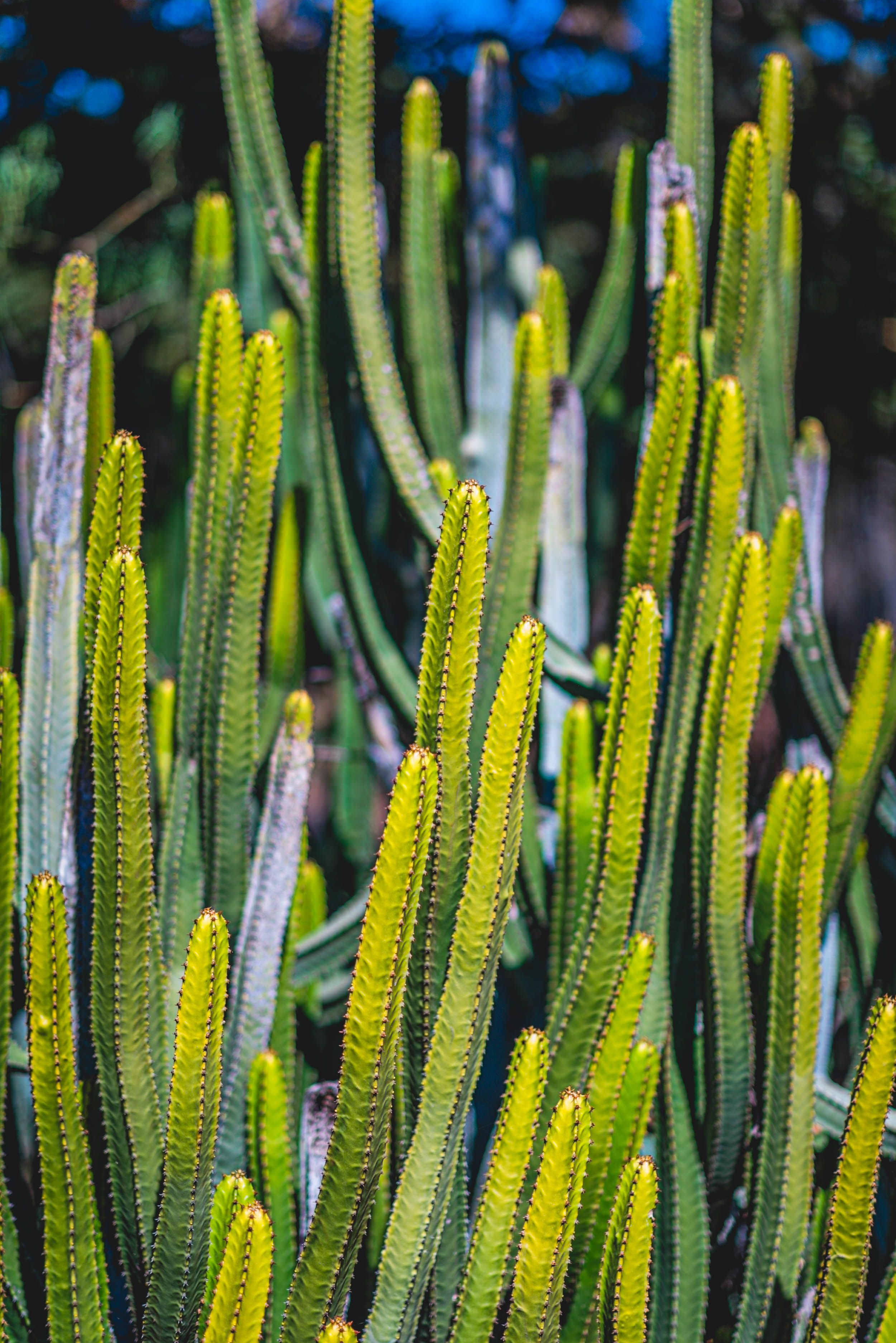 #EyesForLA, America, Los Angeles, naina redhu, naina.co, usa, huntington library and botanical gardens, huntington botanical gardens, huntington botanical gardens los angeles, succulents, cactus, cacti, garden benches, sunset, desert garden, haworthia, haworthiopsis, gasteria, prickly pear, plants, trees, conservation, ecology, orchids, chrysanthemums, flower show, flowers, cactus flowers, stinky flowers, california, california plants, agave, aloe vera, succulent garden, finger lime, eyesfordestinations, eyes for destinations, koi pond, fish, flower photography, plant photography, flower close-ups, plant close-ups, succulent close ups, succulent photography, lifestyle photographer, travel photographer,