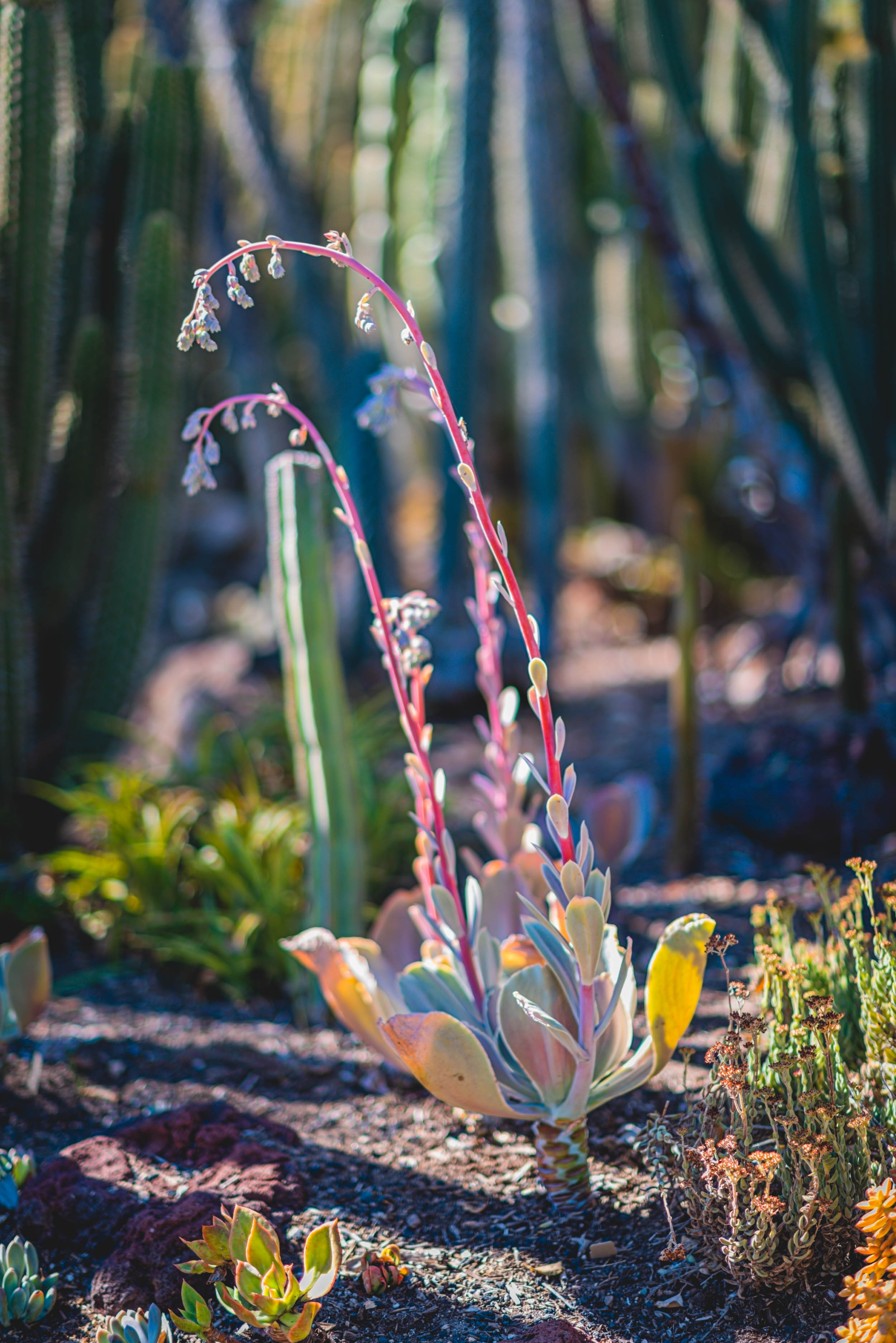 #EyesForLA, America, Los Angeles, naina redhu, naina.co, usa, huntington library and botanical gardens, huntington botanical gardens, huntington botanical gardens los angeles, succulents, cactus, cacti, garden benches, sunset, desert garden, haworthia, haworthiopsis, gasteria, prickly pear, plants, trees, conservation, ecology, orchids, chrysanthemums, flower show, flowers, cactus flowers, stinky flowers, california, california plants, agave, aloe vera, succulent garden, finger lime, eyesfordestinations, eyes for destinations, koi pond, fish, flower photography, plant photography, flower close-ups, plant close-ups, succulent close ups, succulent photography, lifestyle photographer, travel photographer,