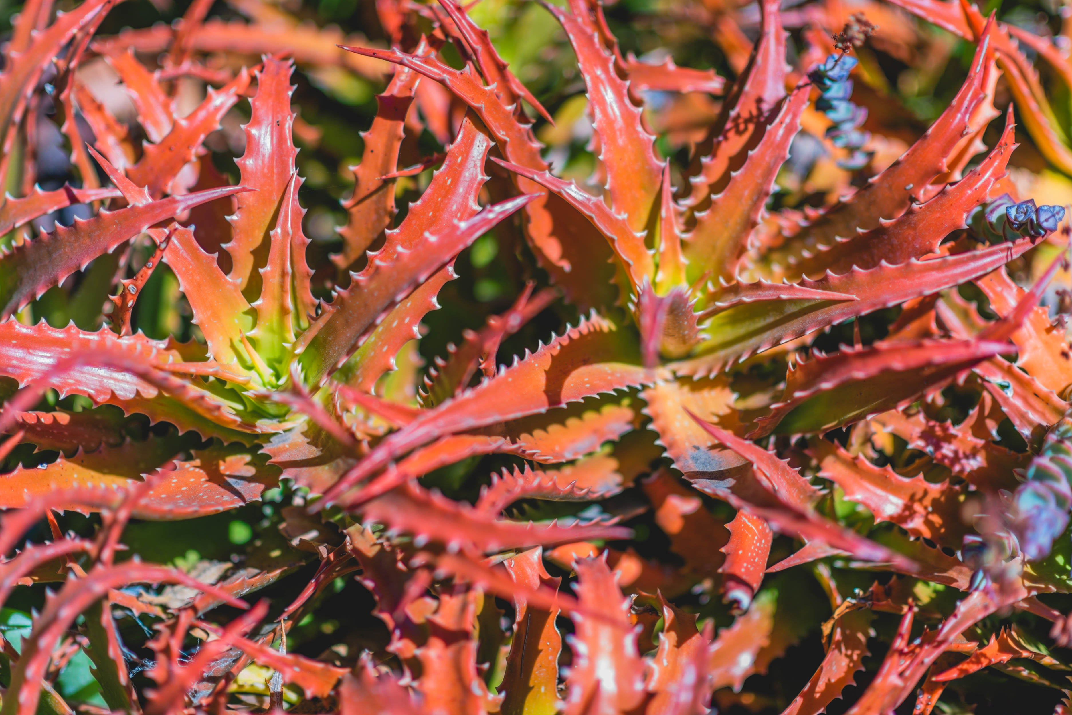 #EyesForLA, America, Los Angeles, naina redhu, naina.co, usa, huntington library and botanical gardens, huntington botanical gardens, huntington botanical gardens los angeles, succulents, cactus, cacti, garden benches, sunset, desert garden, haworthia, haworthiopsis, gasteria, prickly pear, plants, trees, conservation, ecology, orchids, chrysanthemums, flower show, flowers, cactus flowers, stinky flowers, california, california plants, agave, aloe vera, succulent garden, finger lime, eyesfordestinations, eyes for destinations, koi pond, fish, flower photography, plant photography, flower close-ups, plant close-ups, succulent close ups, succulent photography, lifestyle photographer, travel photographer,