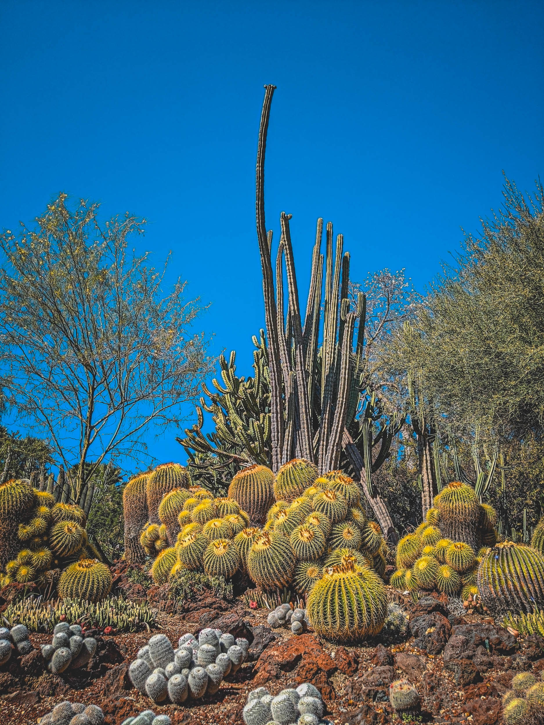 #EyesForLA, America, Los Angeles, naina redhu, naina.co, usa, huntington library and botanical gardens, huntington botanical gardens, huntington botanical gardens los angeles, succulents, cactus, cacti, garden benches, sunset, desert garden, haworthia, haworthiopsis, gasteria, prickly pear, plants, trees, conservation, ecology, orchids, chrysanthemums, flower show, flowers, cactus flowers, stinky flowers, california, california plants, agave, aloe vera, succulent garden, finger lime, eyesfordestinations, eyes for destinations, koi pond, fish, flower photography, plant photography, flower close-ups, plant close-ups, succulent close ups, succulent photography, lifestyle photographer, travel photographer,