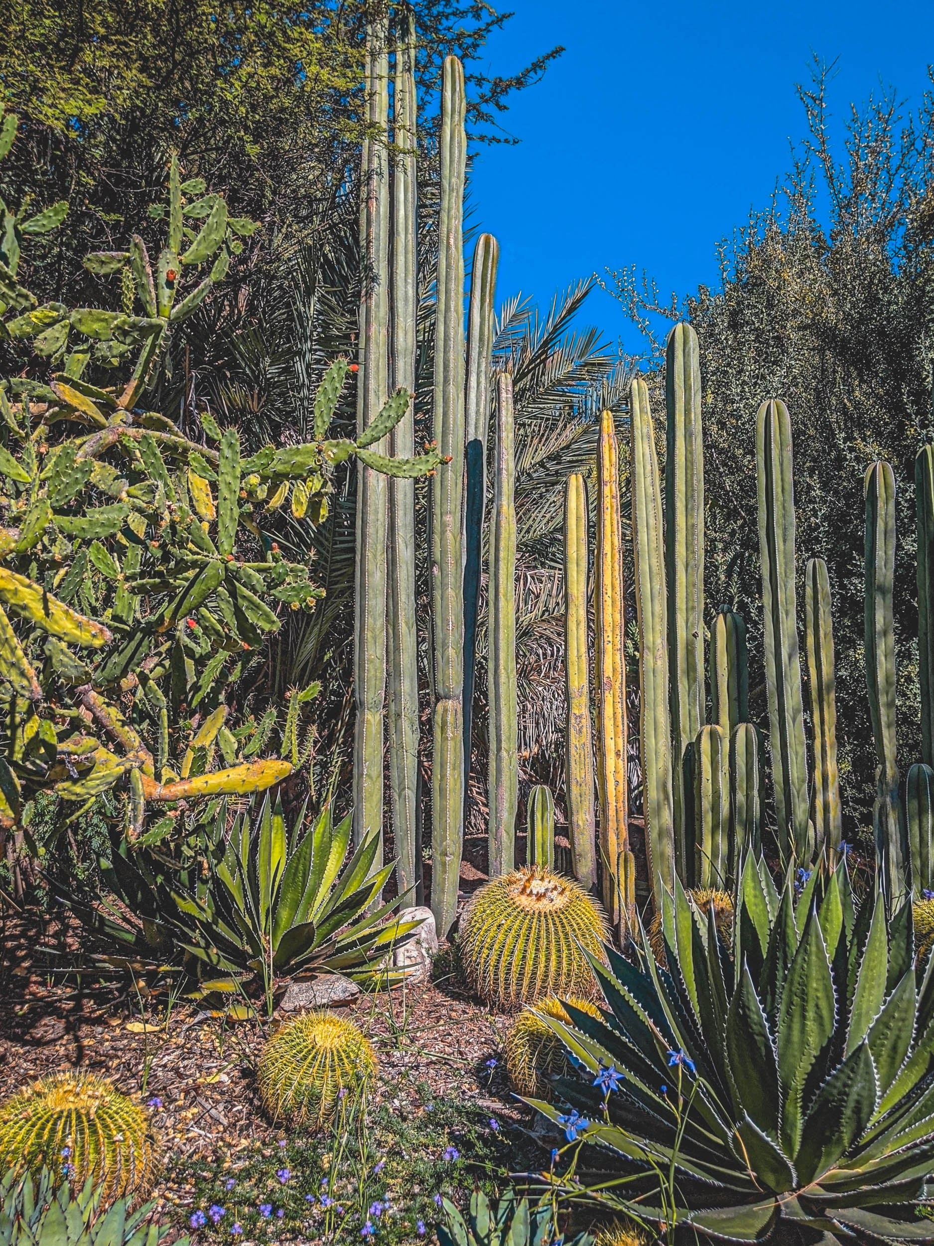 #EyesForLA, America, Los Angeles, naina redhu, naina.co, usa, huntington library and botanical gardens, huntington botanical gardens, huntington botanical gardens los angeles, succulents, cactus, cacti, garden benches, sunset, desert garden, haworthia, haworthiopsis, gasteria, prickly pear, plants, trees, conservation, ecology, orchids, chrysanthemums, flower show, flowers, cactus flowers, stinky flowers, california, california plants, agave, aloe vera, succulent garden, finger lime, eyesfordestinations, eyes for destinations, koi pond, fish, flower photography, plant photography, flower close-ups, plant close-ups, succulent close ups, succulent photography, lifestyle photographer, travel photographer,