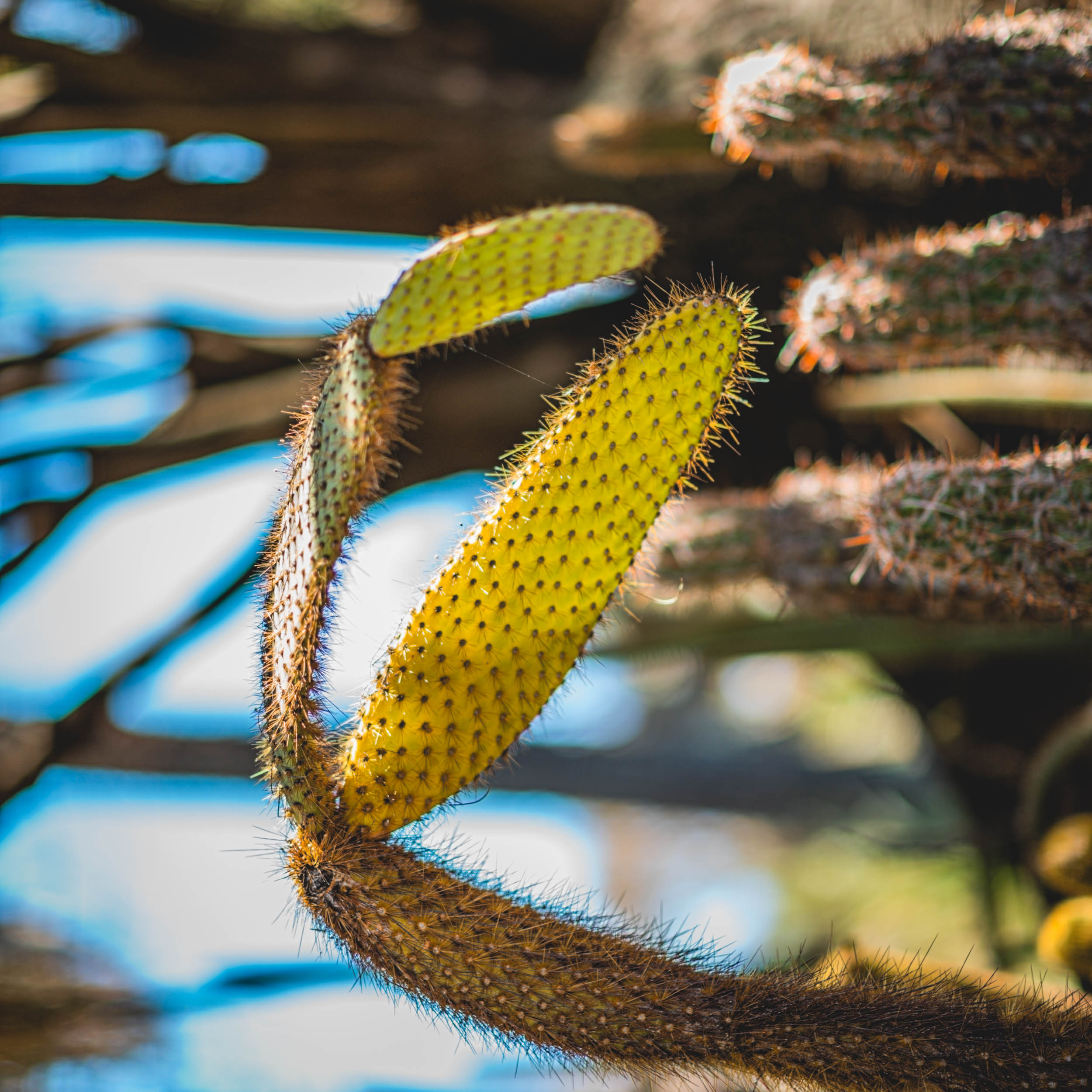 #EyesForLA, America, Los Angeles, naina redhu, naina.co, usa, huntington library and botanical gardens, huntington botanical gardens, huntington botanical gardens los angeles, succulents, cactus, cacti, garden benches, sunset, desert garden, haworthia, haworthiopsis, gasteria, prickly pear, plants, trees, conservation, ecology, orchids, chrysanthemums, flower show, flowers, cactus flowers, stinky flowers, california, california plants, agave, aloe vera, succulent garden, finger lime, eyesfordestinations, eyes for destinations, koi pond, fish, flower photography, plant photography, flower close-ups, plant close-ups, succulent close ups, succulent photography, lifestyle photographer, travel photographer,