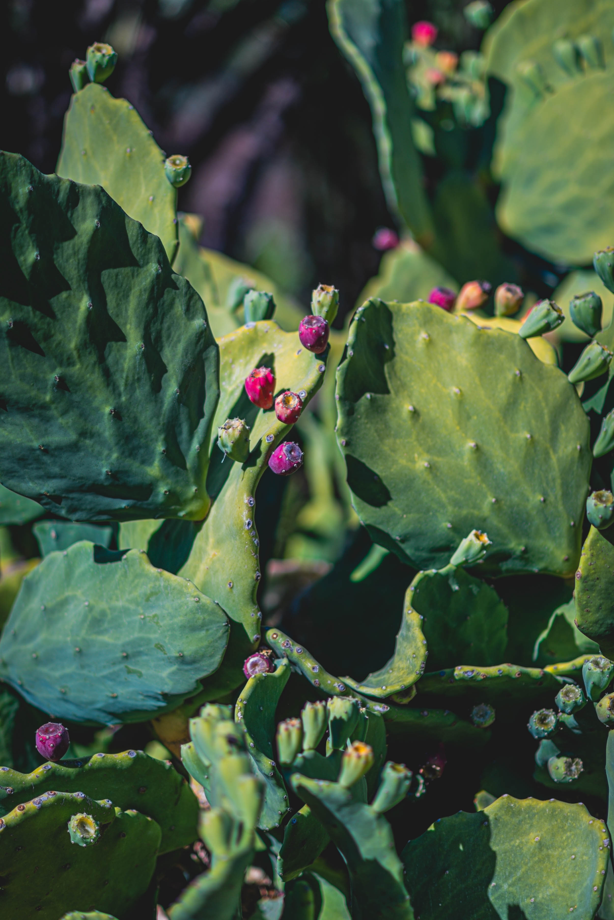 #EyesForLA, America, Los Angeles, naina redhu, naina.co, usa, huntington library and botanical gardens, huntington botanical gardens, huntington botanical gardens los angeles, succulents, cactus, cacti, garden benches, sunset, desert garden, haworthia, haworthiopsis, gasteria, prickly pear, plants, trees, conservation, ecology, orchids, chrysanthemums, flower show, flowers, cactus flowers, stinky flowers, california, california plants, agave, aloe vera, succulent garden, finger lime, eyesfordestinations, eyes for destinations, koi pond, fish, flower photography, plant photography, flower close-ups, plant close-ups, succulent close ups, succulent photography, lifestyle photographer, travel photographer,