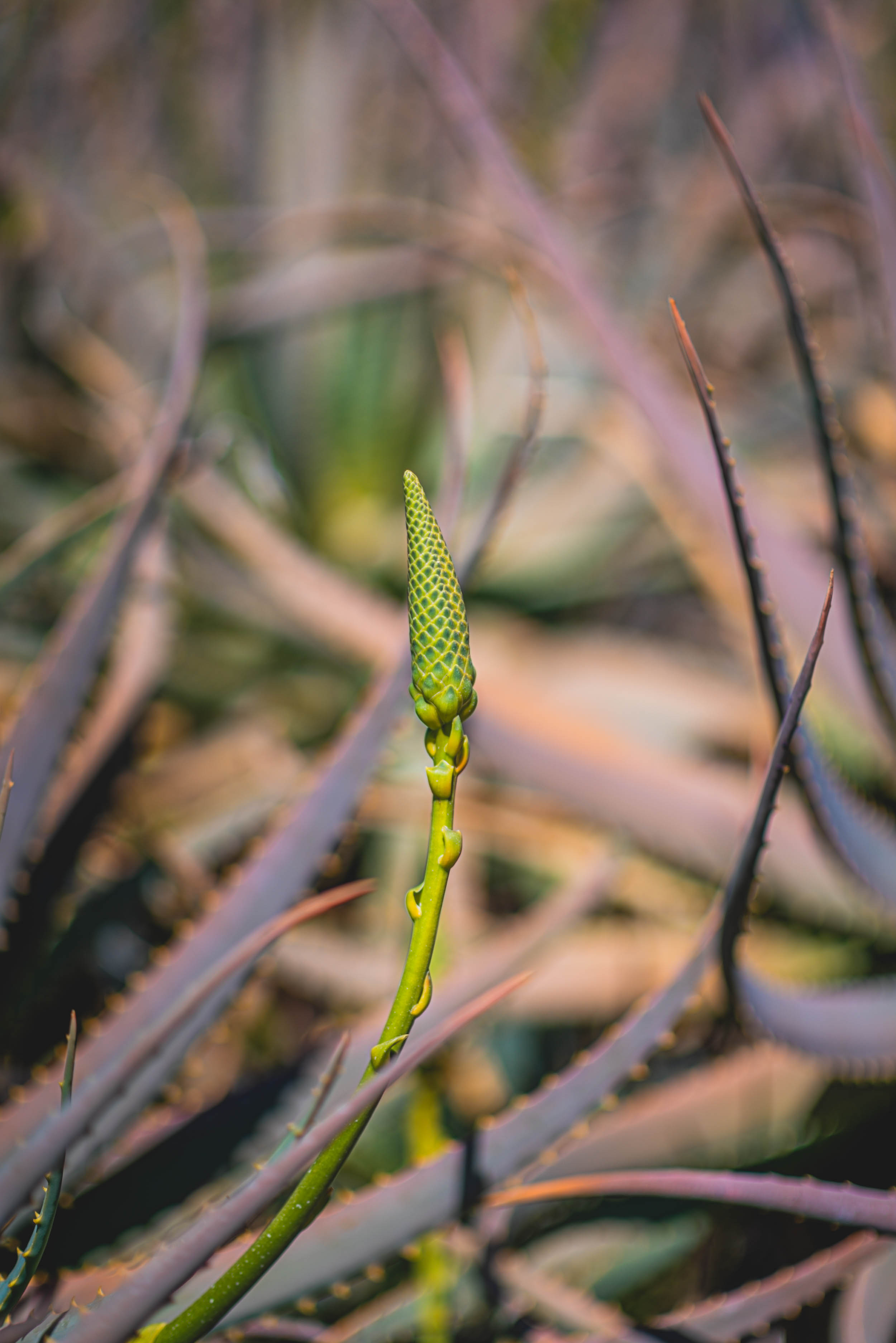 #EyesForLA, America, Los Angeles, naina redhu, naina.co, usa, huntington library and botanical gardens, huntington botanical gardens, huntington botanical gardens los angeles, succulents, cactus, cacti, garden benches, sunset, desert garden, haworthia, haworthiopsis, gasteria, prickly pear, plants, trees, conservation, ecology, orchids, chrysanthemums, flower show, flowers, cactus flowers, stinky flowers, california, california plants, agave, aloe vera, succulent garden, finger lime, eyesfordestinations, eyes for destinations, koi pond, fish, flower photography, plant photography, flower close-ups, plant close-ups, succulent close ups, succulent photography, lifestyle photographer, travel photographer,