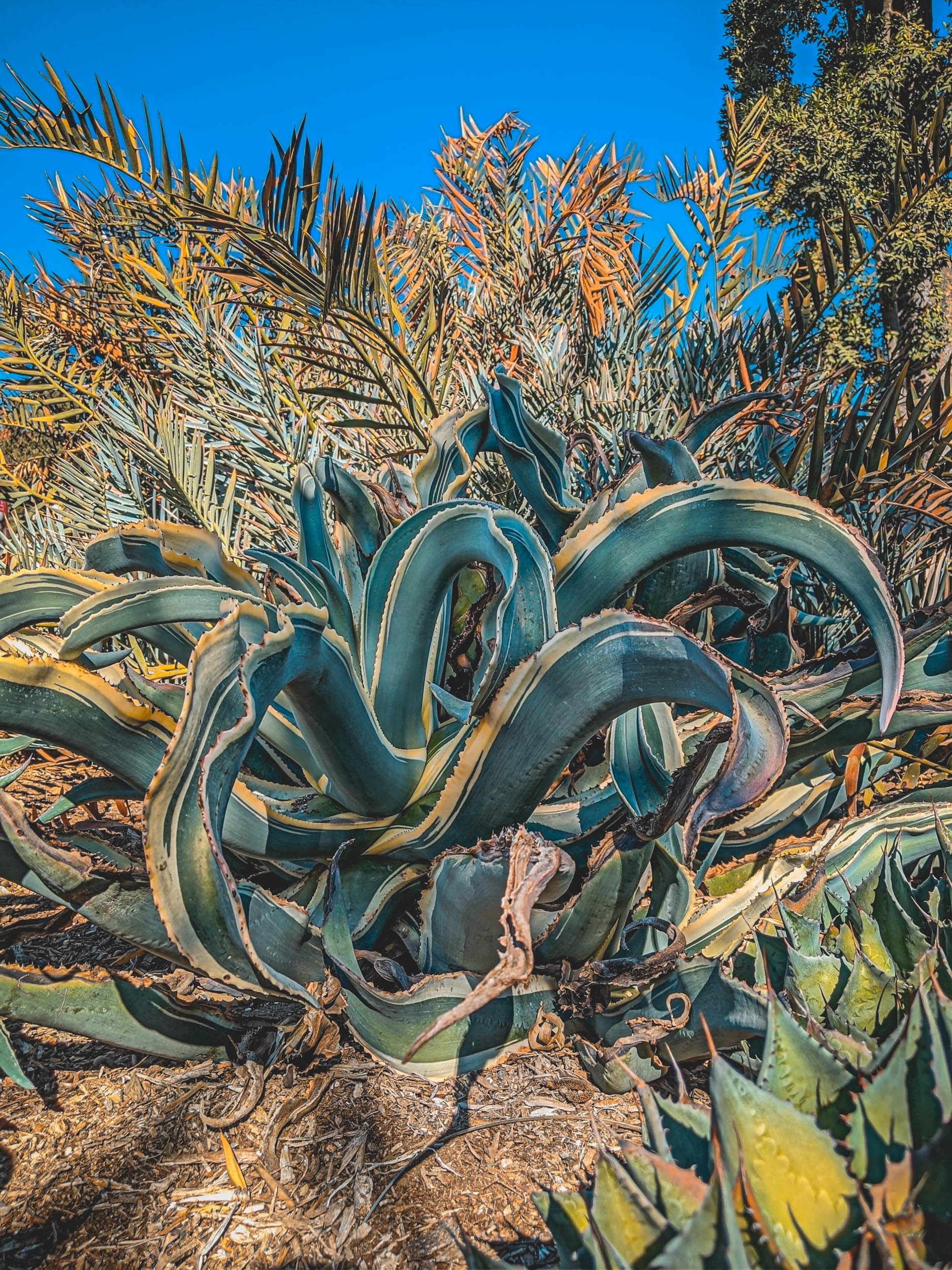 #EyesForLA, America, Los Angeles, naina redhu, naina.co, usa, huntington library and botanical gardens, huntington botanical gardens, huntington botanical gardens los angeles, succulents, cactus, cacti, garden benches, sunset, desert garden, haworthia, haworthiopsis, gasteria, prickly pear, plants, trees, conservation, ecology, orchids, chrysanthemums, flower show, flowers, cactus flowers, stinky flowers, california, california plants, agave, aloe vera, succulent garden, finger lime, eyesfordestinations, eyes for destinations, koi pond, fish, flower photography, plant photography, flower close-ups, plant close-ups, succulent close ups, succulent photography, lifestyle photographer, travel photographer,