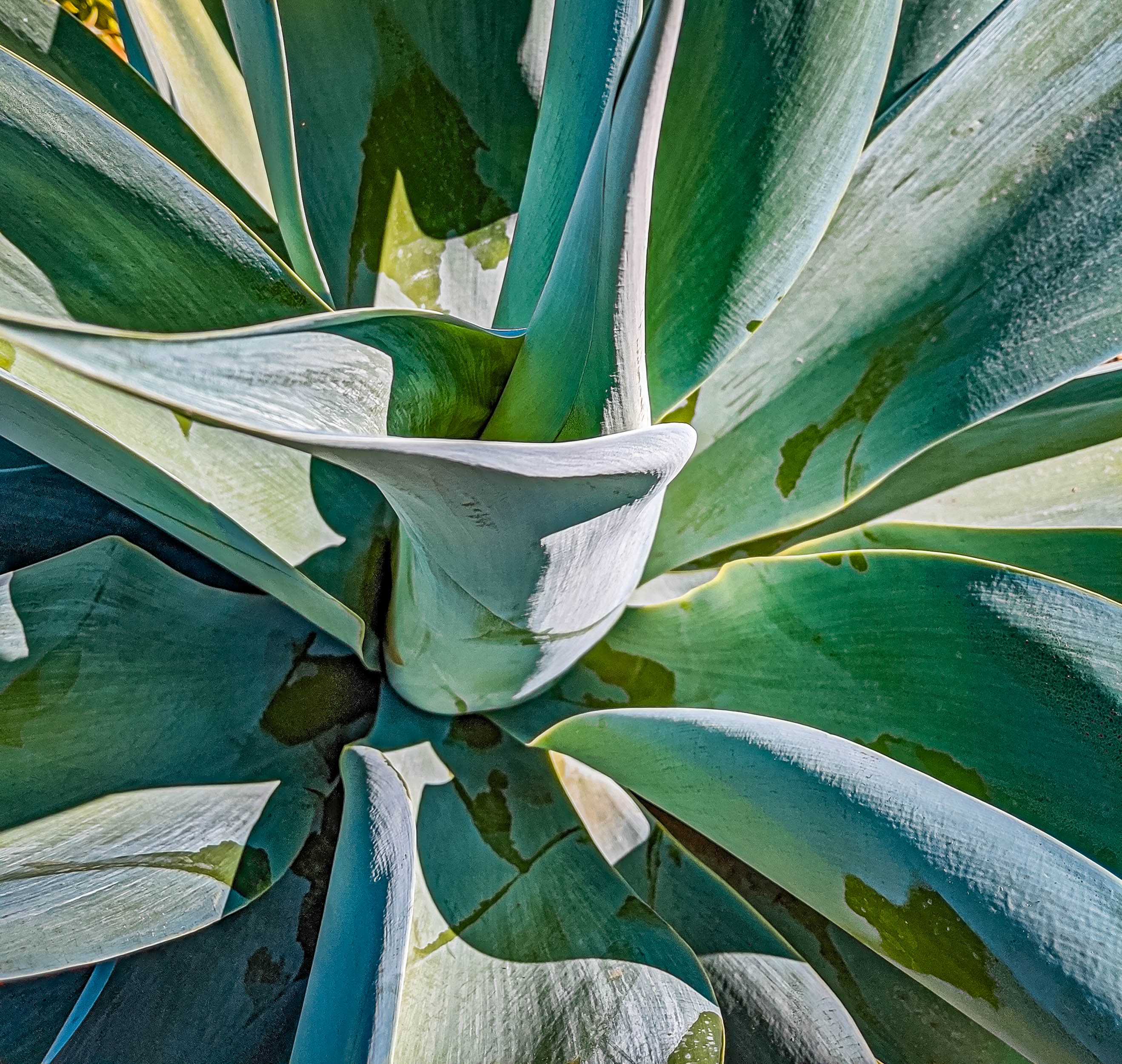 #EyesForLA, America, Los Angeles, naina redhu, naina.co, usa, huntington library and botanical gardens, huntington botanical gardens, huntington botanical gardens los angeles, succulents, cactus, cacti, garden benches, sunset, desert garden, haworthia, haworthiopsis, gasteria, prickly pear, plants, trees, conservation, ecology, orchids, chrysanthemums, flower show, flowers, cactus flowers, stinky flowers, california, california plants, agave, aloe vera, succulent garden, finger lime, eyesfordestinations, eyes for destinations, koi pond, fish, flower photography, plant photography, flower close-ups, plant close-ups, succulent close ups, succulent photography, lifestyle photographer, travel photographer,