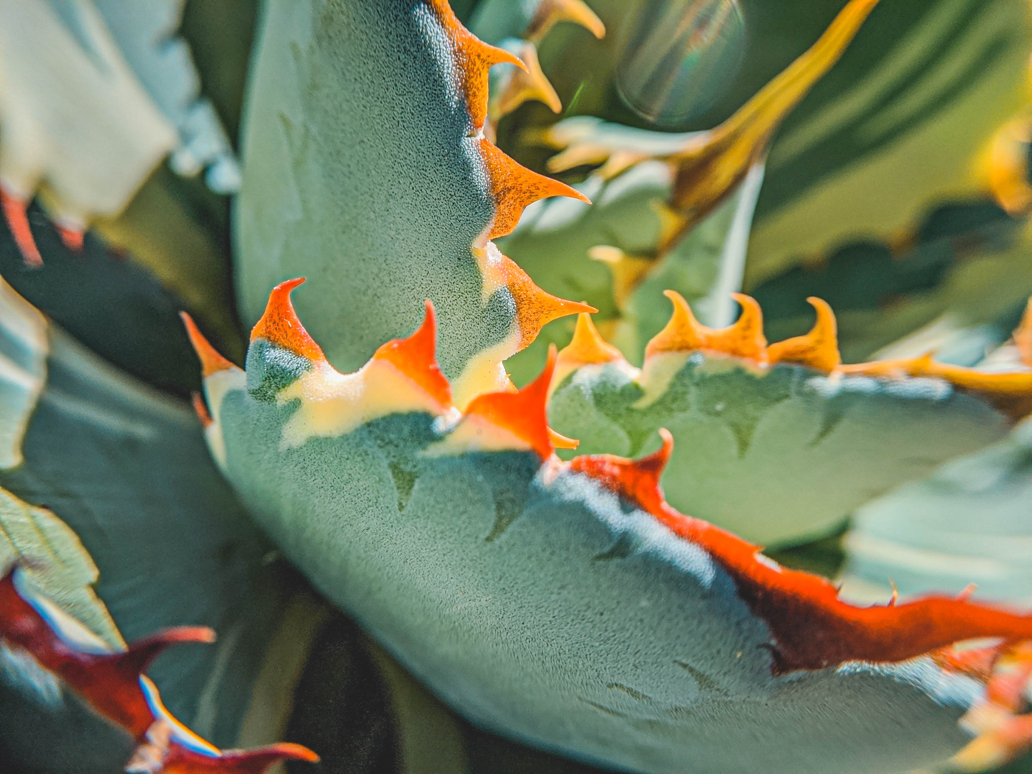 #EyesForLA, America, Los Angeles, naina redhu, naina.co, usa, huntington library and botanical gardens, huntington botanical gardens, huntington botanical gardens los angeles, succulents, cactus, cacti, garden benches, sunset, desert garden, haworthia, haworthiopsis, gasteria, prickly pear, plants, trees, conservation, ecology, orchids, chrysanthemums, flower show, flowers, cactus flowers, stinky flowers, california, california plants, agave, aloe vera, succulent garden, finger lime, eyesfordestinations, eyes for destinations, koi pond, fish, flower photography, plant photography, flower close-ups, plant close-ups, succulent close ups, succulent photography, lifestyle photographer, travel photographer,