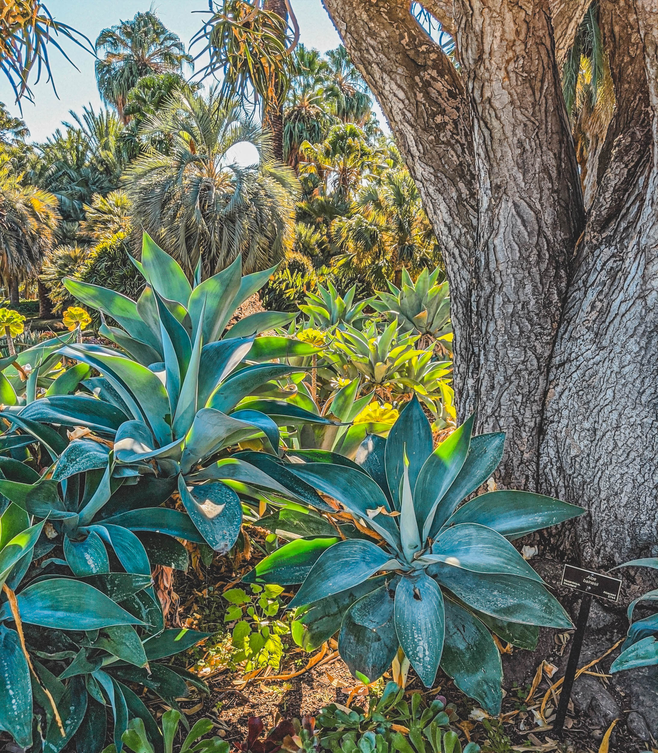 #EyesForLA, America, Los Angeles, naina redhu, naina.co, usa, huntington library and botanical gardens, huntington botanical gardens, huntington botanical gardens los angeles, succulents, cactus, cacti, garden benches, sunset, desert garden, haworthia, haworthiopsis, gasteria, prickly pear, plants, trees, conservation, ecology, orchids, chrysanthemums, flower show, flowers, cactus flowers, stinky flowers, california, california plants, agave, aloe vera, succulent garden, finger lime, eyesfordestinations, eyes for destinations, koi pond, fish, flower photography, plant photography, flower close-ups, plant close-ups, succulent close ups, succulent photography, lifestyle photographer, travel photographer,