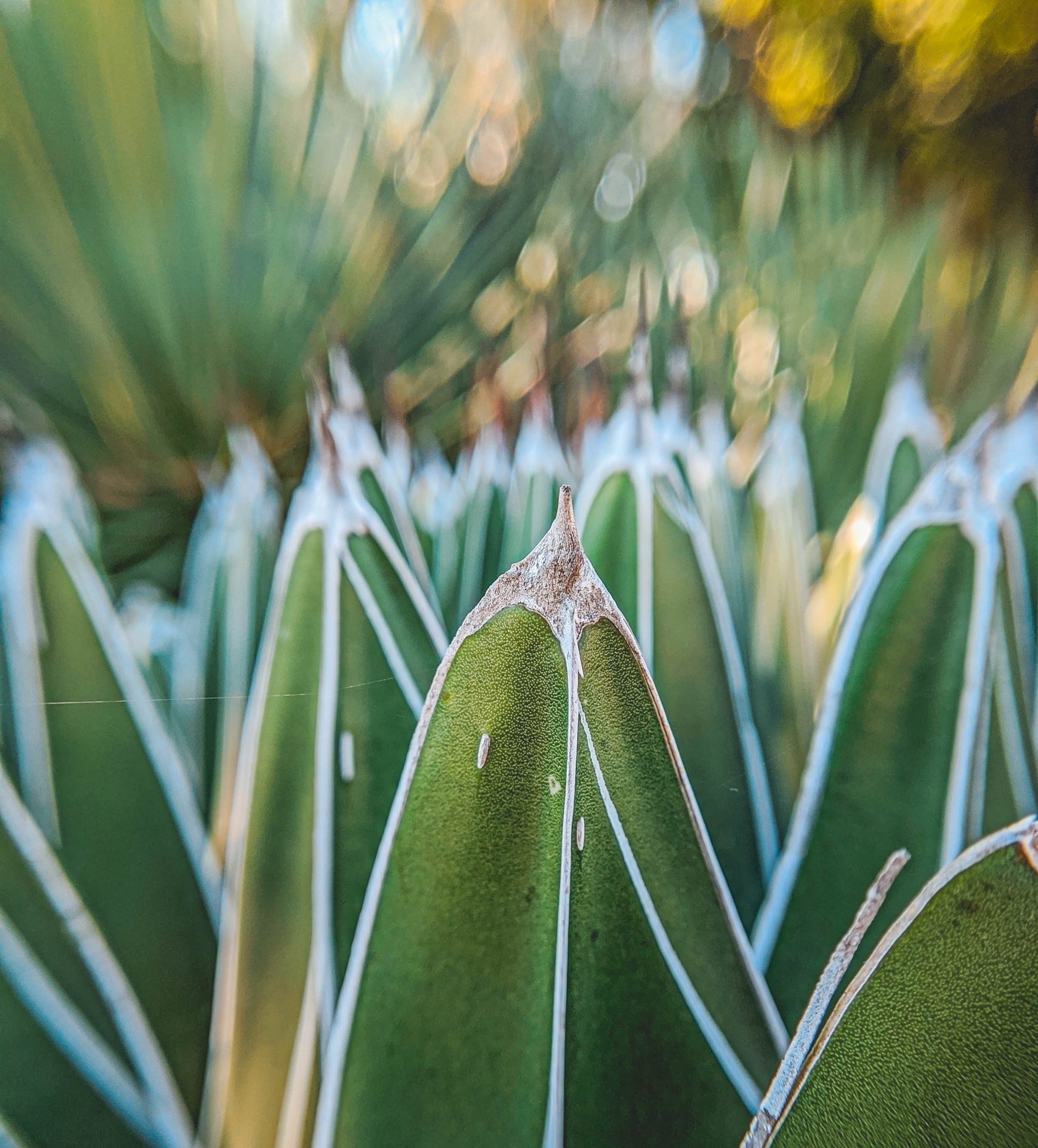 #EyesForLA, America, Los Angeles, naina redhu, naina.co, usa, huntington library and botanical gardens, huntington botanical gardens, huntington botanical gardens los angeles, succulents, cactus, cacti, garden benches, sunset, desert garden, haworthia, haworthiopsis, gasteria, prickly pear, plants, trees, conservation, ecology, orchids, chrysanthemums, flower show, flowers, cactus flowers, stinky flowers, california, california plants, agave, aloe vera, succulent garden, finger lime, eyesfordestinations, eyes for destinations, koi pond, fish, flower photography, plant photography, flower close-ups, plant close-ups, succulent close ups, succulent photography, lifestyle photographer, travel photographer,