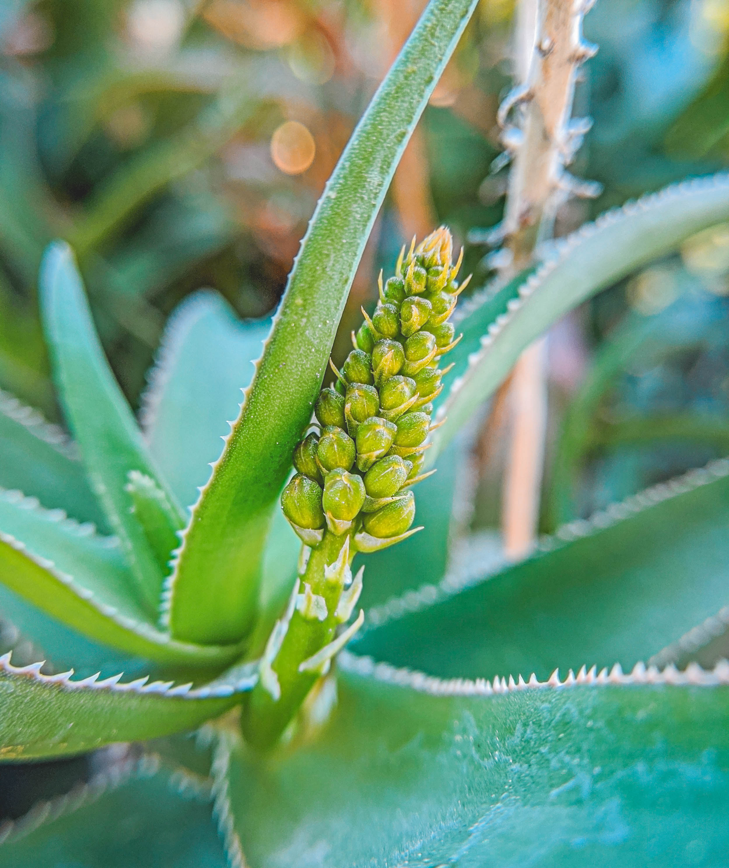 #EyesForLA, America, Los Angeles, naina redhu, naina.co, usa, huntington library and botanical gardens, huntington botanical gardens, huntington botanical gardens los angeles, succulents, cactus, cacti, garden benches, sunset, desert garden, haworthia, haworthiopsis, gasteria, prickly pear, plants, trees, conservation, ecology, orchids, chrysanthemums, flower show, flowers, cactus flowers, stinky flowers, california, california plants, agave, aloe vera, succulent garden, finger lime, eyesfordestinations, eyes for destinations, koi pond, fish, flower photography, plant photography, flower close-ups, plant close-ups, succulent close ups, succulent photography, lifestyle photographer, travel photographer,