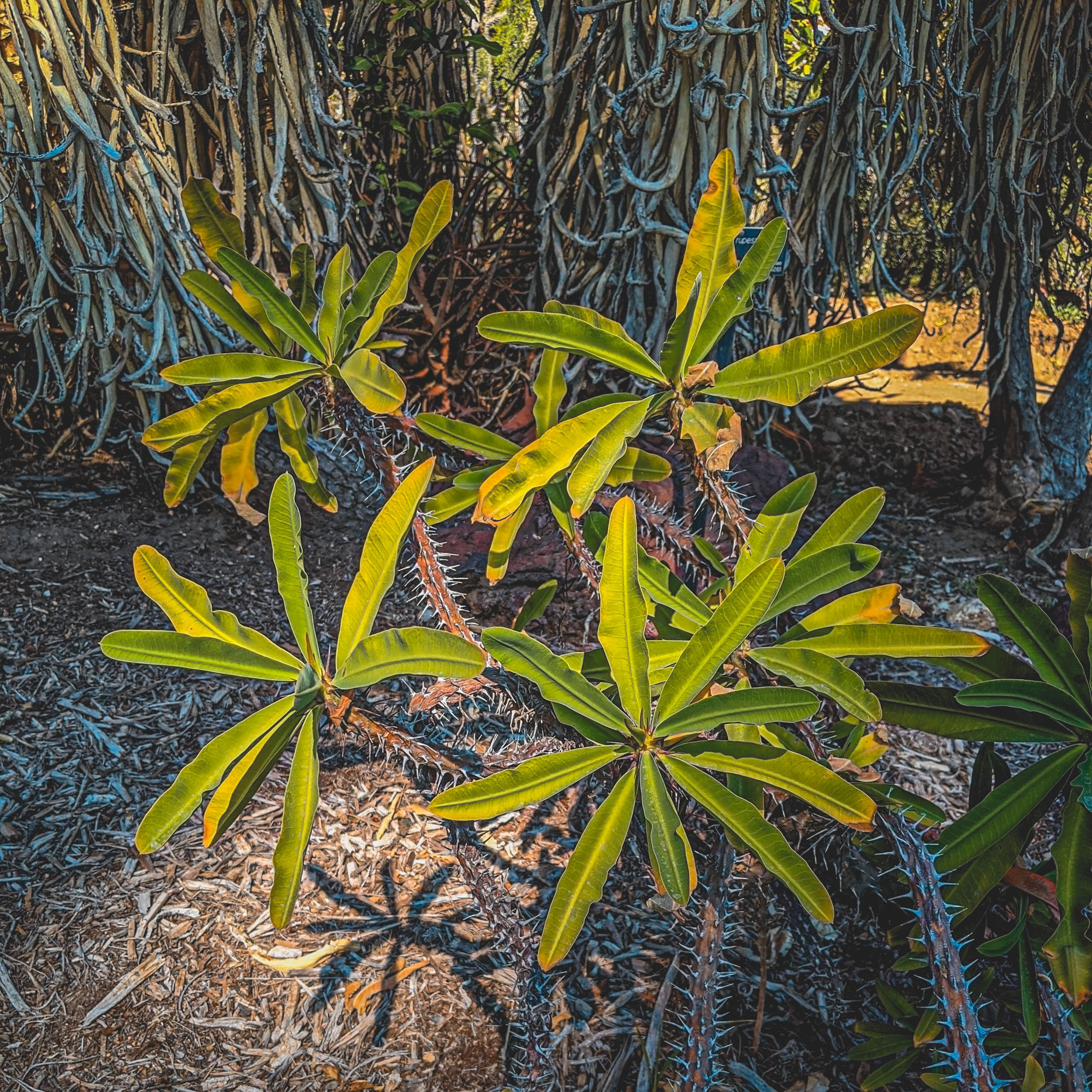 #EyesForLA, America, Los Angeles, naina redhu, naina.co, usa, huntington library and botanical gardens, huntington botanical gardens, huntington botanical gardens los angeles, succulents, cactus, cacti, garden benches, sunset, desert garden, haworthia, haworthiopsis, gasteria, prickly pear, plants, trees, conservation, ecology, orchids, chrysanthemums, flower show, flowers, cactus flowers, stinky flowers, california, california plants, agave, aloe vera, succulent garden, finger lime, eyesfordestinations, eyes for destinations, koi pond, fish, flower photography, plant photography, flower close-ups, plant close-ups, succulent close ups, succulent photography, lifestyle photographer, travel photographer,