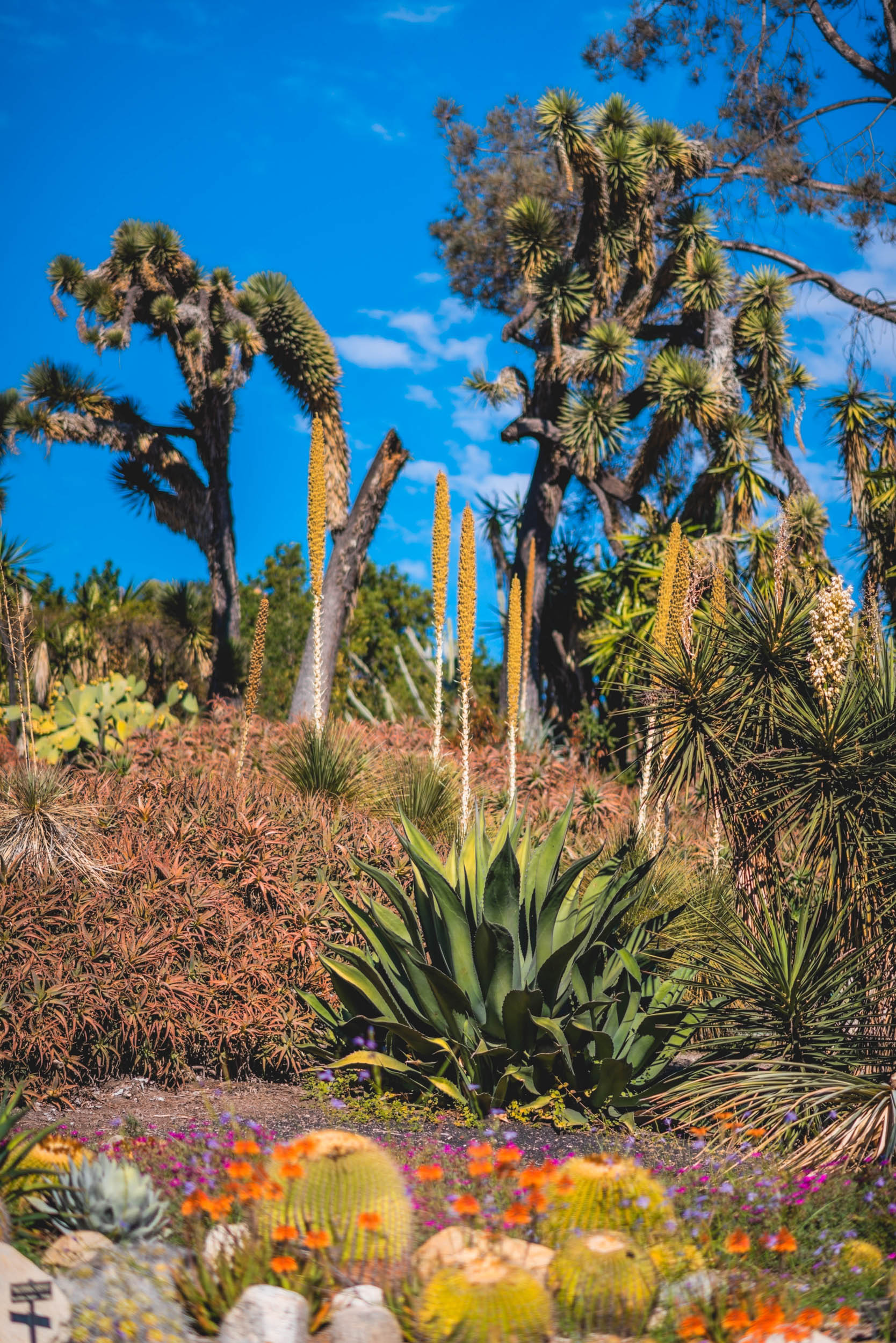 #EyesForLA, America, Los Angeles, naina redhu, naina.co, usa, huntington library and botanical gardens, huntington botanical gardens, huntington botanical gardens los angeles, succulents, cactus, cacti, garden benches, sunset, desert garden, haworthia, haworthiopsis, gasteria, prickly pear, plants, trees, conservation, ecology, orchids, chrysanthemums, flower show, flowers, cactus flowers, stinky flowers, california, california plants, agave, aloe vera, succulent garden, finger lime, eyesfordestinations, eyes for destinations, koi pond, fish, flower photography, plant photography, flower close-ups, plant close-ups, succulent close ups, succulent photography, lifestyle photographer, travel photographer,