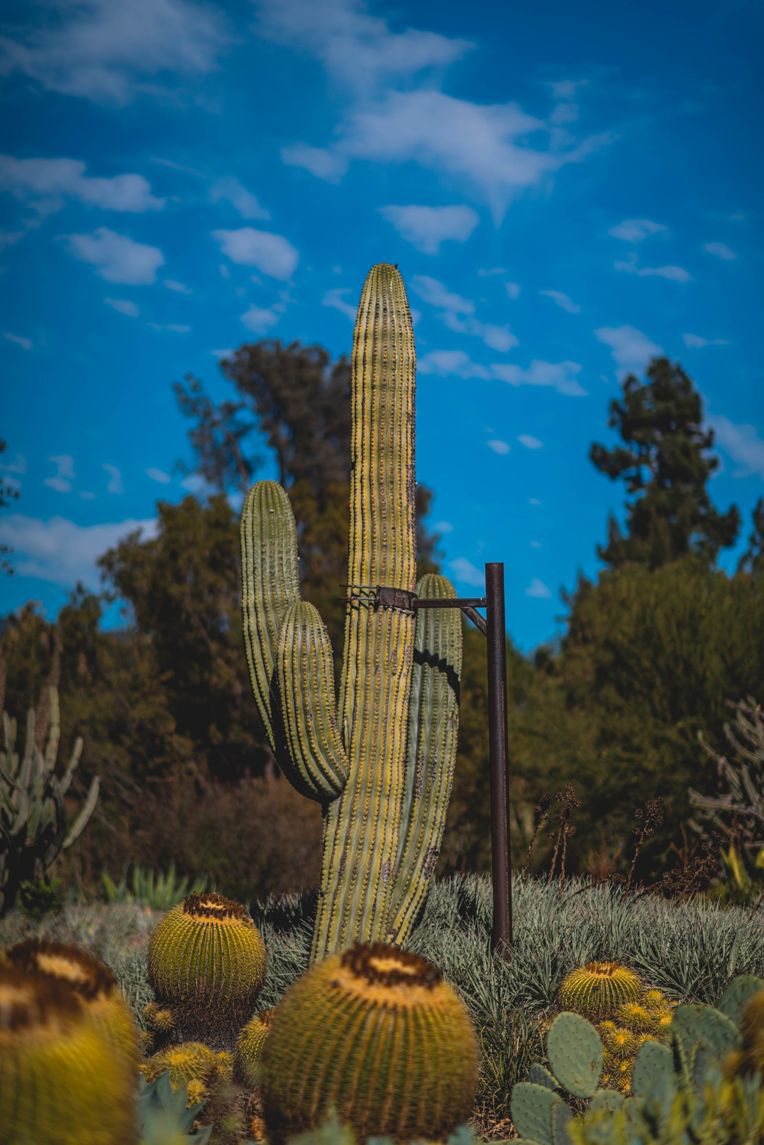 #EyesForLA, America, Los Angeles, naina redhu, naina.co, usa, huntington library and botanical gardens, huntington botanical gardens, huntington botanical gardens los angeles, succulents, cactus, cacti, garden benches, sunset, desert garden, haworthia, haworthiopsis, gasteria, prickly pear, plants, trees, conservation, ecology, orchids, chrysanthemums, flower show, flowers, cactus flowers, stinky flowers, california, california plants, agave, aloe vera, succulent garden, finger lime, eyesfordestinations, eyes for destinations, koi pond, fish, flower photography, plant photography, flower close-ups, plant close-ups, succulent close ups, succulent photography, lifestyle photographer, travel photographer,