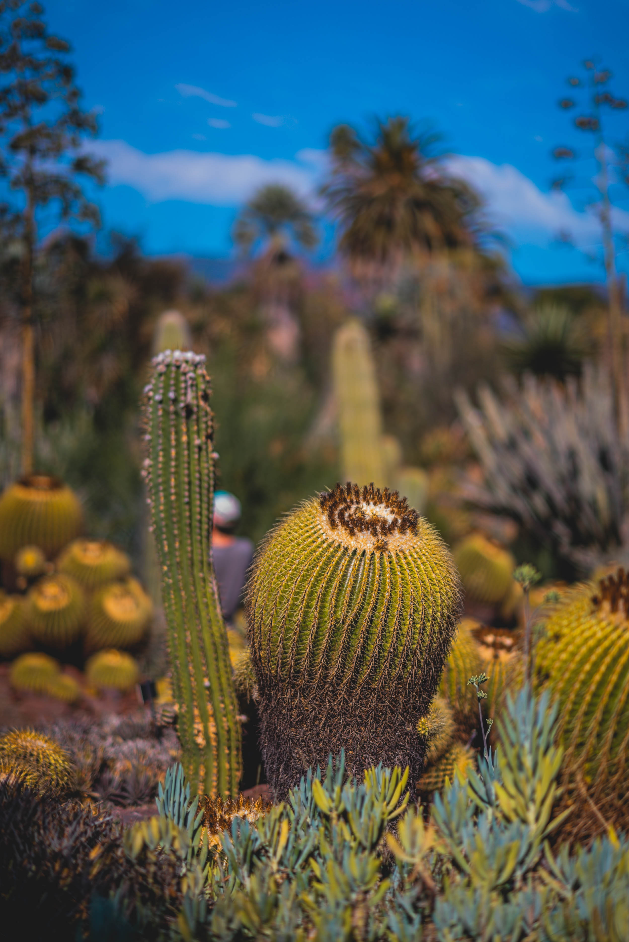 #EyesForLA, America, Los Angeles, naina redhu, naina.co, usa, huntington library and botanical gardens, huntington botanical gardens, huntington botanical gardens los angeles, succulents, cactus, cacti, garden benches, sunset, desert garden, haworthia, haworthiopsis, gasteria, prickly pear, plants, trees, conservation, ecology, orchids, chrysanthemums, flower show, flowers, cactus flowers, stinky flowers, california, california plants, agave, aloe vera, succulent garden, finger lime, eyesfordestinations, eyes for destinations, koi pond, fish, flower photography, plant photography, flower close-ups, plant close-ups, succulent close ups, succulent photography, lifestyle photographer, travel photographer,