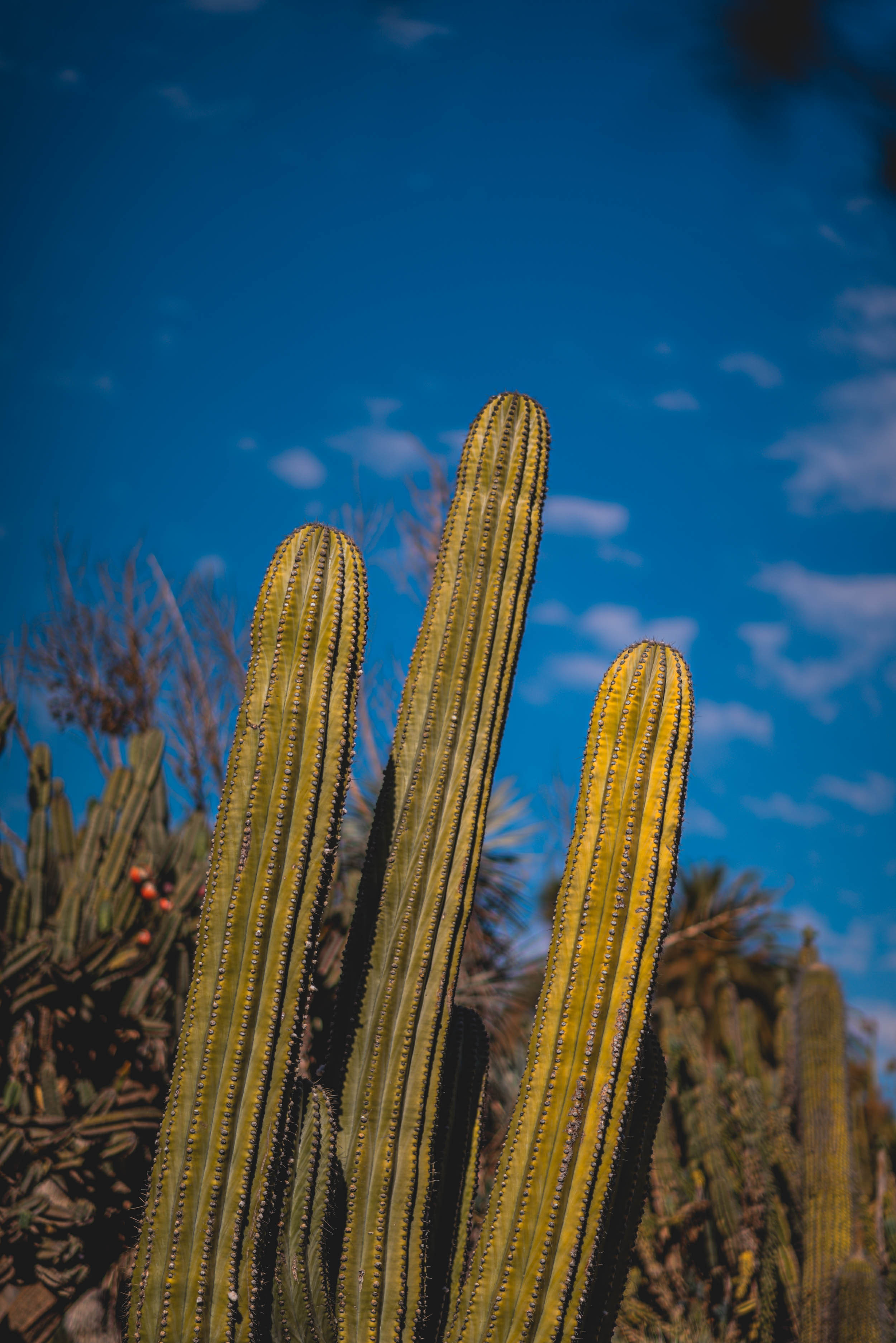 #EyesForLA, America, Los Angeles, naina redhu, naina.co, usa, huntington library and botanical gardens, huntington botanical gardens, huntington botanical gardens los angeles, succulents, cactus, cacti, garden benches, sunset, desert garden, haworthia, haworthiopsis, gasteria, prickly pear, plants, trees, conservation, ecology, orchids, chrysanthemums, flower show, flowers, cactus flowers, stinky flowers, california, california plants, agave, aloe vera, succulent garden, finger lime, eyesfordestinations, eyes for destinations, koi pond, fish, flower photography, plant photography, flower close-ups, plant close-ups, succulent close ups, succulent photography, lifestyle photographer, travel photographer,