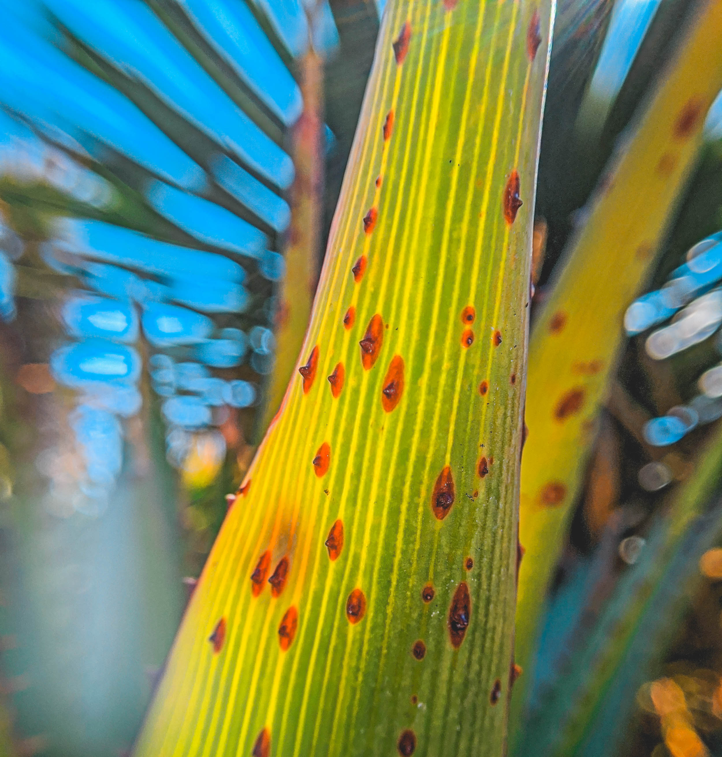 #EyesForLA, America, Los Angeles, naina redhu, naina.co, usa, huntington library and botanical gardens, huntington botanical gardens, huntington botanical gardens los angeles, succulents, cactus, cacti, garden benches, sunset, desert garden, haworthia, haworthiopsis, gasteria, prickly pear, plants, trees, conservation, ecology, orchids, chrysanthemums, flower show, flowers, cactus flowers, stinky flowers, california, california plants, agave, aloe vera, succulent garden, finger lime, eyesfordestinations, eyes for destinations, koi pond, fish, flower photography, plant photography, flower close-ups, plant close-ups, succulent close ups, succulent photography, lifestyle photographer, travel photographer,