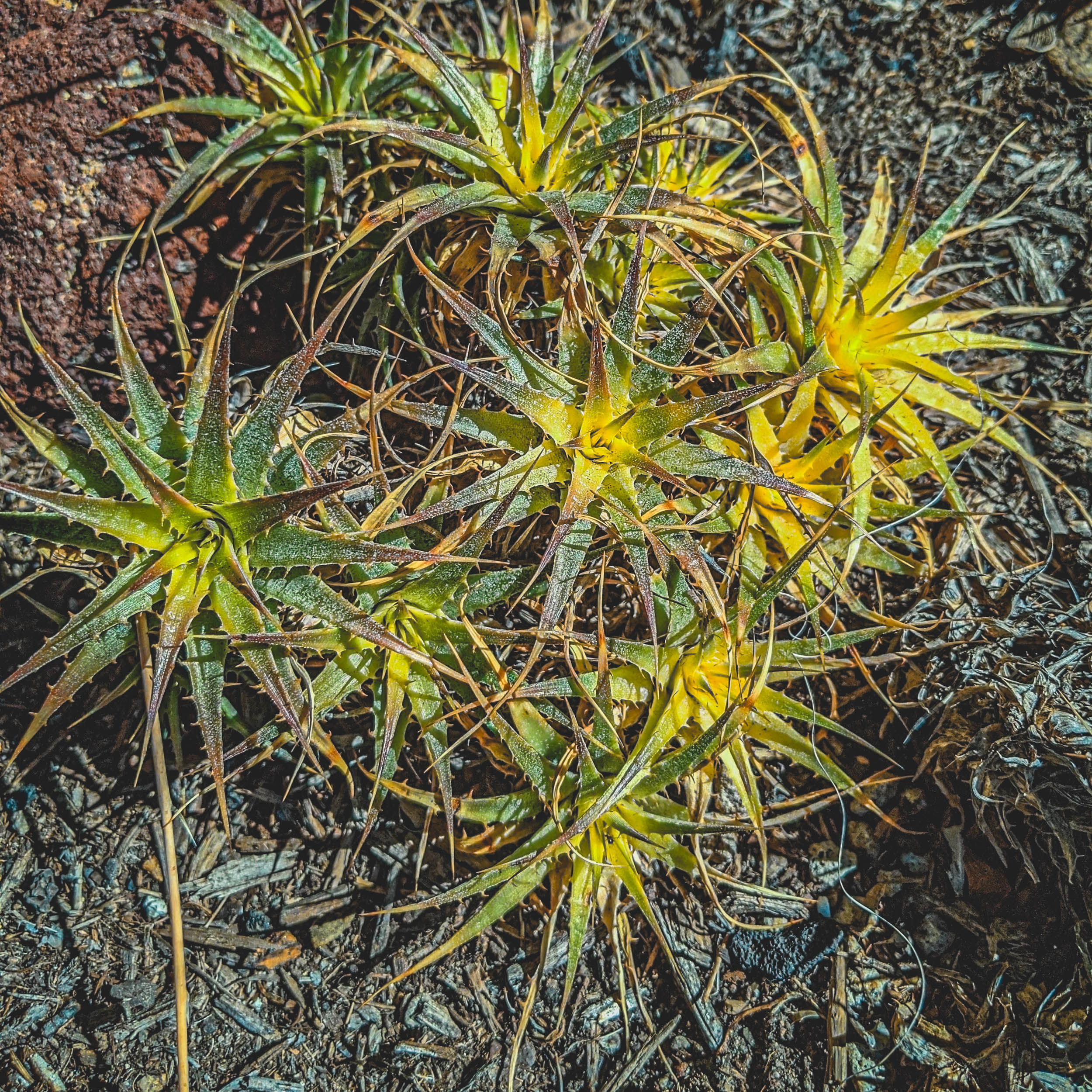 #EyesForLA, America, Los Angeles, naina redhu, naina.co, usa, huntington library and botanical gardens, huntington botanical gardens, huntington botanical gardens los angeles, succulents, cactus, cacti, garden benches, sunset, desert garden, haworthia, haworthiopsis, gasteria, prickly pear, plants, trees, conservation, ecology, orchids, chrysanthemums, flower show, flowers, cactus flowers, stinky flowers, california, california plants, agave, aloe vera, succulent garden, finger lime, eyesfordestinations, eyes for destinations, koi pond, fish, flower photography, plant photography, flower close-ups, plant close-ups, succulent close ups, succulent photography, lifestyle photographer, travel photographer,