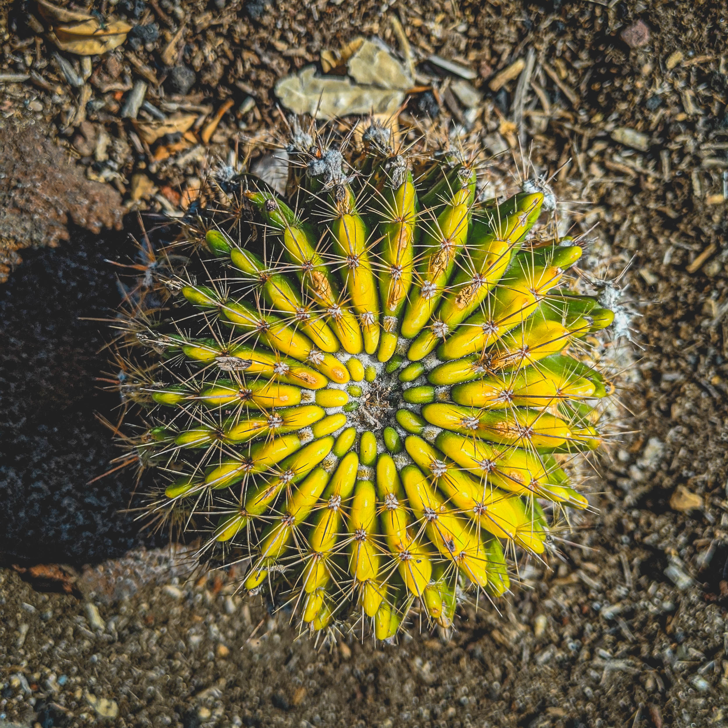 #EyesForLA, America, Los Angeles, naina redhu, naina.co, usa, huntington library and botanical gardens, huntington botanical gardens, huntington botanical gardens los angeles, succulents, cactus, cacti, garden benches, sunset, desert garden, haworthia, haworthiopsis, gasteria, prickly pear, plants, trees, conservation, ecology, orchids, chrysanthemums, flower show, flowers, cactus flowers, stinky flowers, california, california plants, agave, aloe vera, succulent garden, finger lime, eyesfordestinations, eyes for destinations, koi pond, fish, flower photography, plant photography, flower close-ups, plant close-ups, succulent close ups, succulent photography, lifestyle photographer, travel photographer,