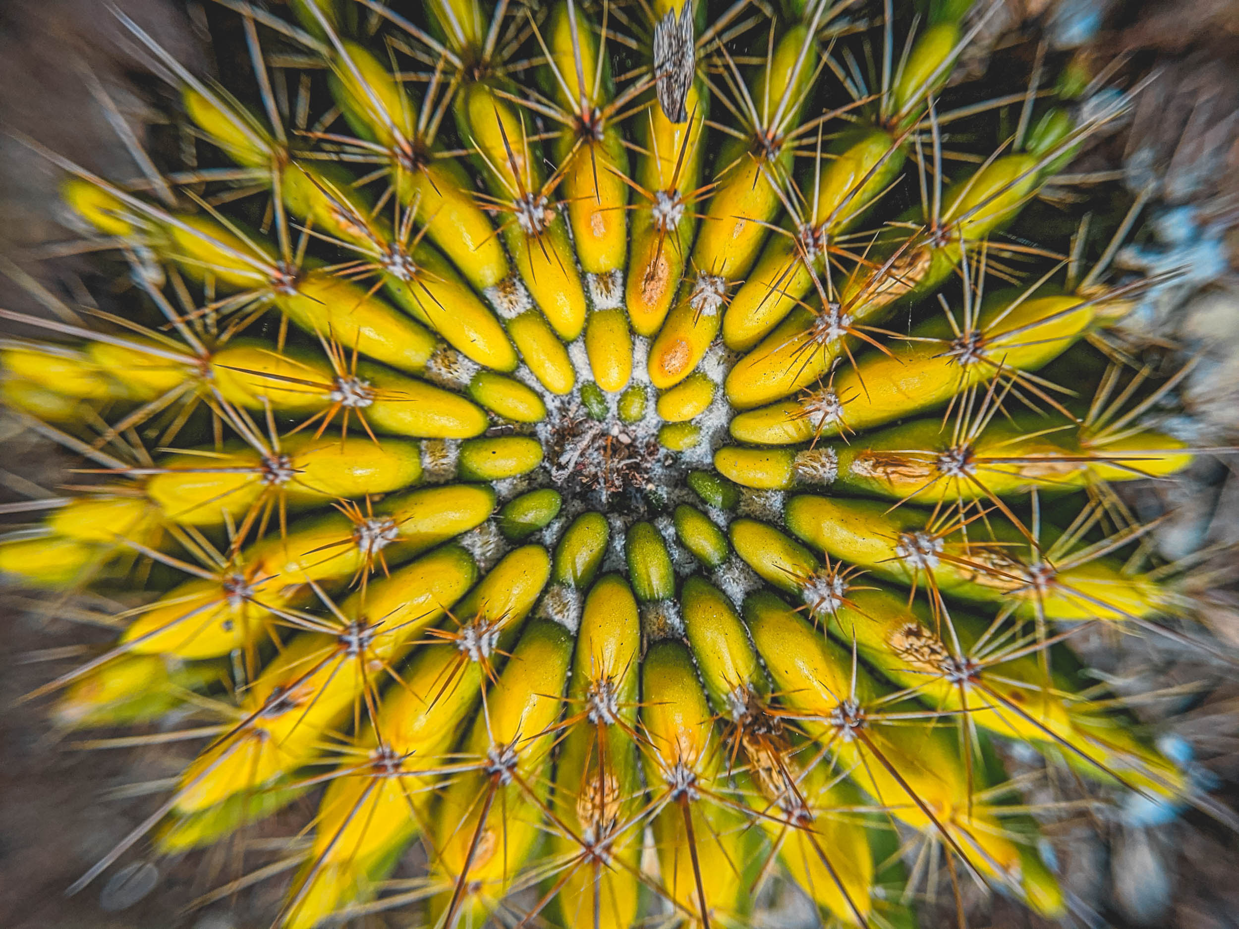 #EyesForLA, America, Los Angeles, naina redhu, naina.co, usa, huntington library and botanical gardens, huntington botanical gardens, huntington botanical gardens los angeles, succulents, cactus, cacti, garden benches, sunset, desert garden, haworthia, haworthiopsis, gasteria, prickly pear, plants, trees, conservation, ecology, orchids, chrysanthemums, flower show, flowers, cactus flowers, stinky flowers, california, california plants, agave, aloe vera, succulent garden, finger lime, eyesfordestinations, eyes for destinations, koi pond, fish, flower photography, plant photography, flower close-ups, plant close-ups, succulent close ups, succulent photography, lifestyle photographer, travel photographer,