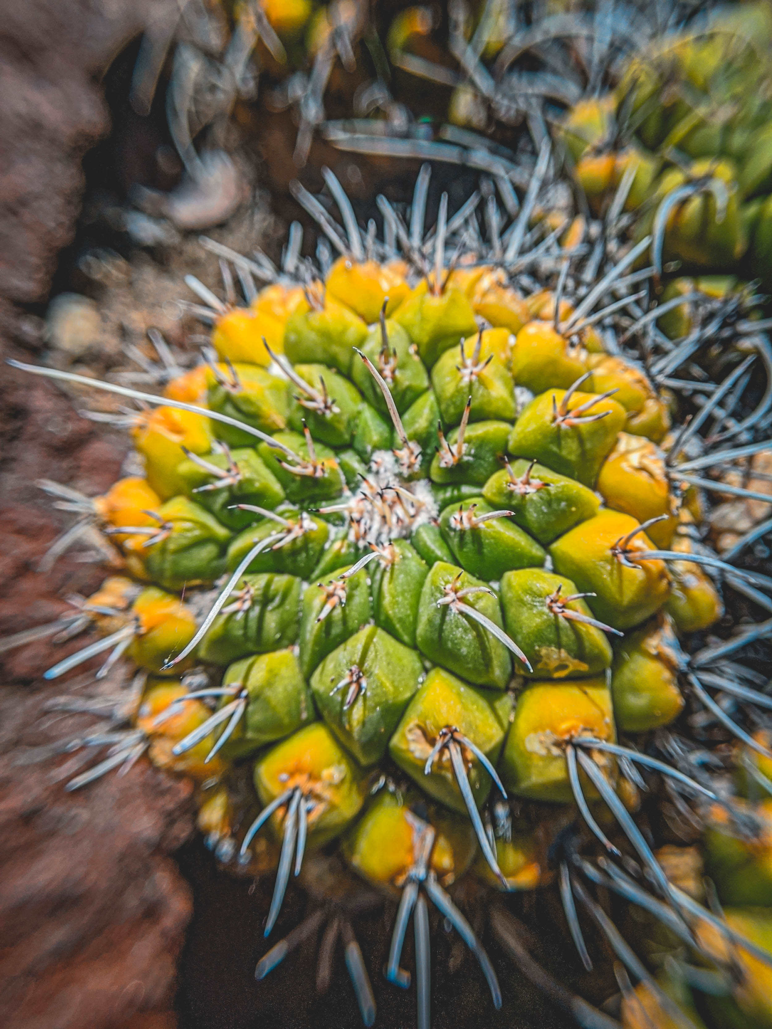 #EyesForLA, America, Los Angeles, naina redhu, naina.co, usa, huntington library and botanical gardens, huntington botanical gardens, huntington botanical gardens los angeles, succulents, cactus, cacti, garden benches, sunset, desert garden, haworthia, haworthiopsis, gasteria, prickly pear, plants, trees, conservation, ecology, orchids, chrysanthemums, flower show, flowers, cactus flowers, stinky flowers, california, california plants, agave, aloe vera, succulent garden, finger lime, eyesfordestinations, eyes for destinations, koi pond, fish, flower photography, plant photography, flower close-ups, plant close-ups, succulent close ups, succulent photography, lifestyle photographer, travel photographer,