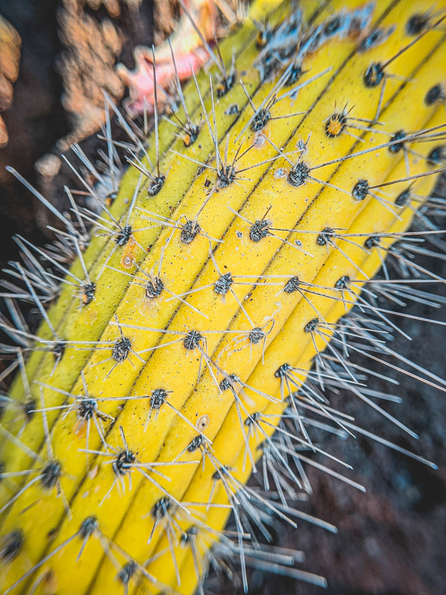 #EyesForLA, America, Los Angeles, naina redhu, naina.co, usa, huntington library and botanical gardens, huntington botanical gardens, huntington botanical gardens los angeles, succulents, cactus, cacti, garden benches, sunset, desert garden, haworthia, haworthiopsis, gasteria, prickly pear, plants, trees, conservation, ecology, orchids, chrysanthemums, flower show, flowers, cactus flowers, stinky flowers, california, california plants, agave, aloe vera, succulent garden, finger lime, eyesfordestinations, eyes for destinations, koi pond, fish, flower photography, plant photography, flower close-ups, plant close-ups, succulent close ups, succulent photography, lifestyle photographer, travel photographer,