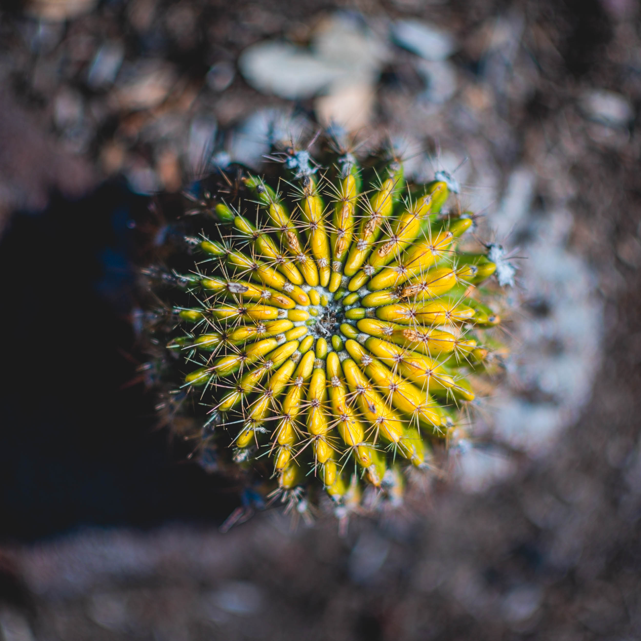 #EyesForLA, America, Los Angeles, naina redhu, naina.co, usa, huntington library and botanical gardens, huntington botanical gardens, huntington botanical gardens los angeles, succulents, cactus, cacti, garden benches, sunset, desert garden, haworthia, haworthiopsis, gasteria, prickly pear, plants, trees, conservation, ecology, orchids, chrysanthemums, flower show, flowers, cactus flowers, stinky flowers, california, california plants, agave, aloe vera, succulent garden, finger lime, eyesfordestinations, eyes for destinations, koi pond, fish, flower photography, plant photography, flower close-ups, plant close-ups, succulent close ups, succulent photography, lifestyle photographer, travel photographer,