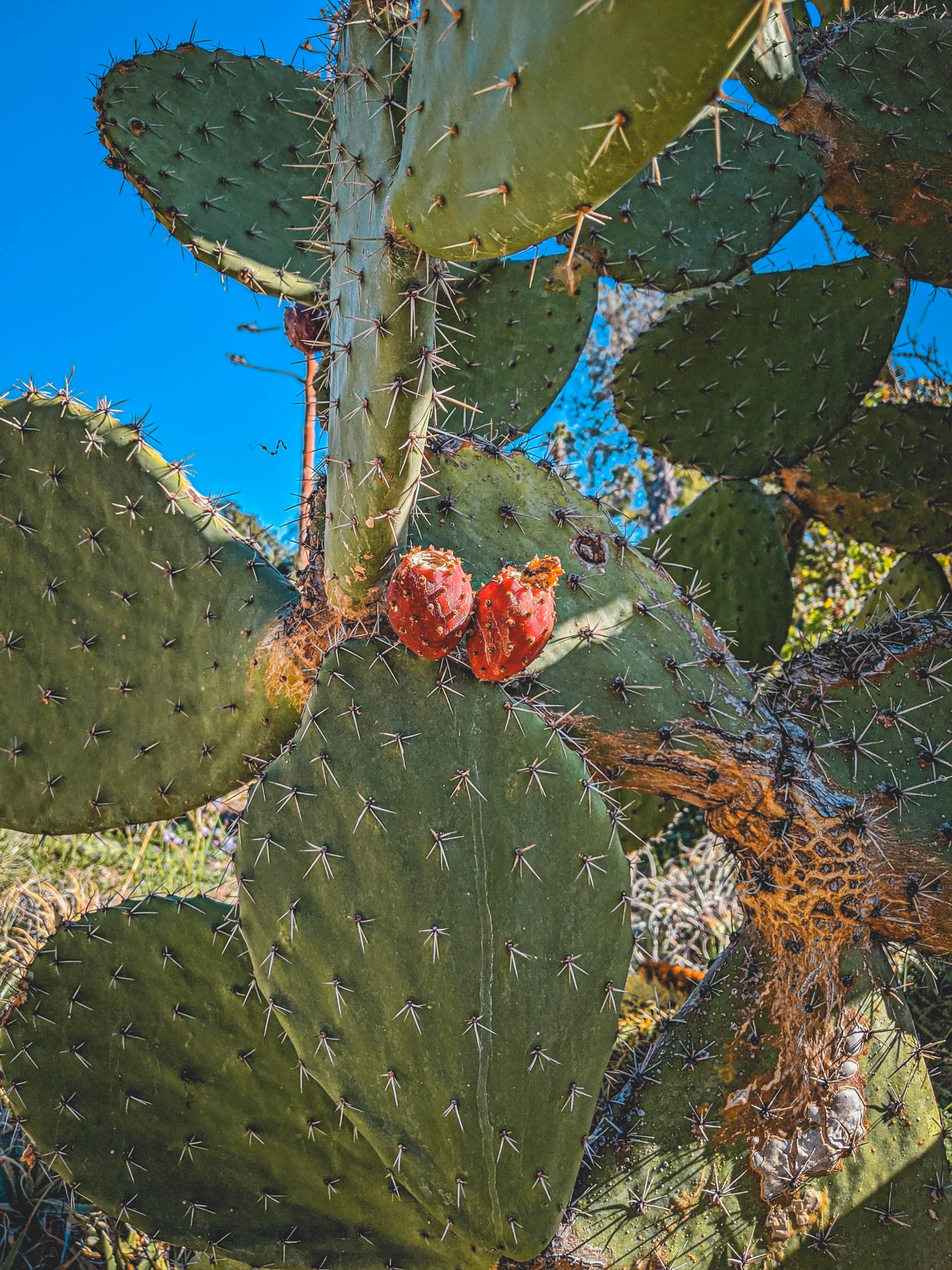 #EyesForLA, America, Los Angeles, naina redhu, naina.co, usa, huntington library and botanical gardens, huntington botanical gardens, huntington botanical gardens los angeles, succulents, cactus, cacti, garden benches, sunset, desert garden, haworthia, haworthiopsis, gasteria, prickly pear, plants, trees, conservation, ecology, orchids, chrysanthemums, flower show, flowers, cactus flowers, stinky flowers, california, california plants, agave, aloe vera, succulent garden, finger lime, eyesfordestinations, eyes for destinations, koi pond, fish, flower photography, plant photography, flower close-ups, plant close-ups, succulent close ups, succulent photography, lifestyle photographer, travel photographer,