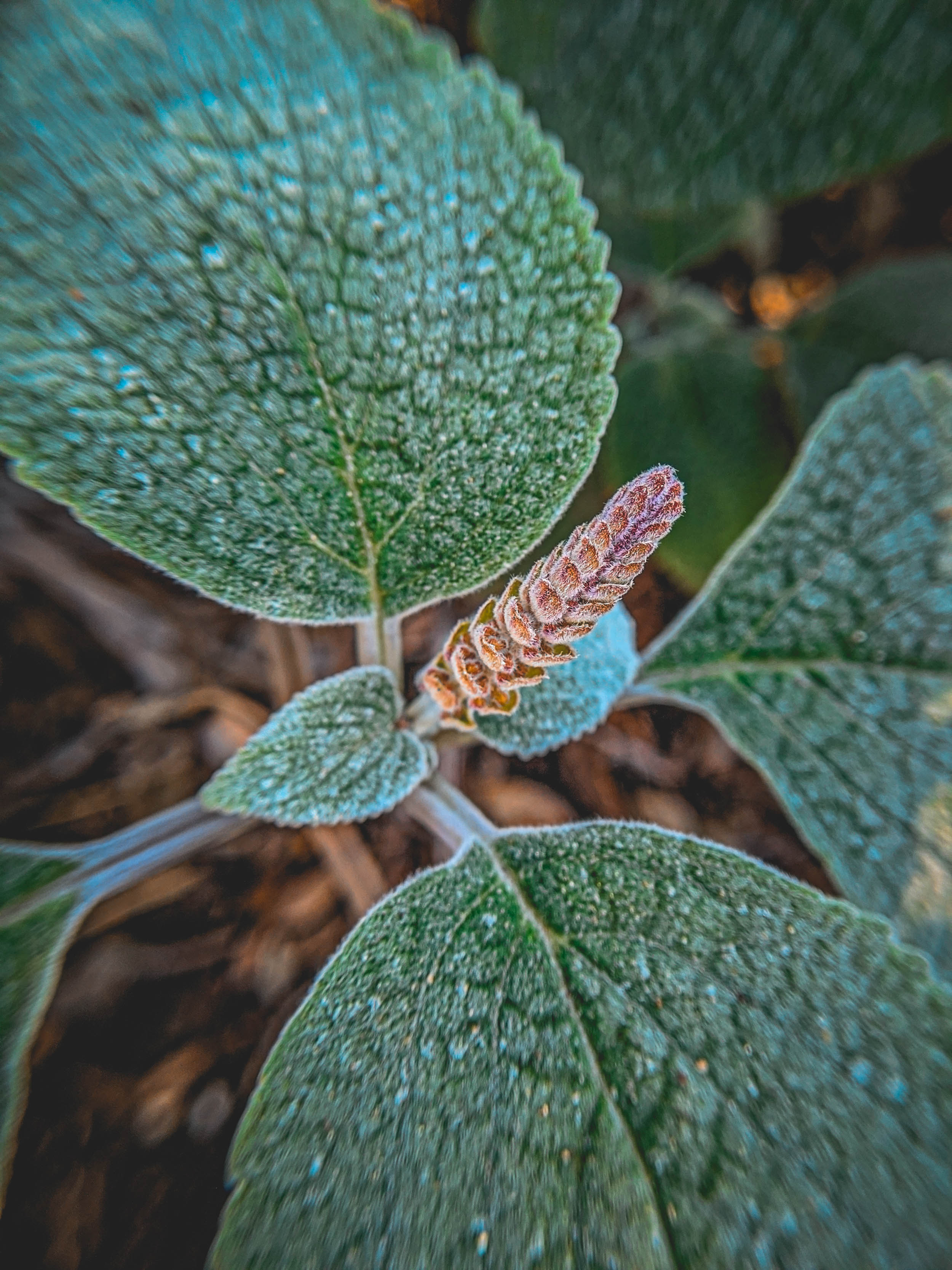 #EyesForLA, America, Los Angeles, naina redhu, naina.co, usa, huntington library and botanical gardens, huntington botanical gardens, huntington botanical gardens los angeles, succulents, cactus, cacti, garden benches, sunset, desert garden, haworthia, haworthiopsis, gasteria, prickly pear, plants, trees, conservation, ecology, orchids, chrysanthemums, flower show, flowers, cactus flowers, stinky flowers, california, california plants, agave, aloe vera, succulent garden, finger lime, eyesfordestinations, eyes for destinations, koi pond, fish, flower photography, plant photography, flower close-ups, plant close-ups, succulent close ups, succulent photography, lifestyle photographer, travel photographer,