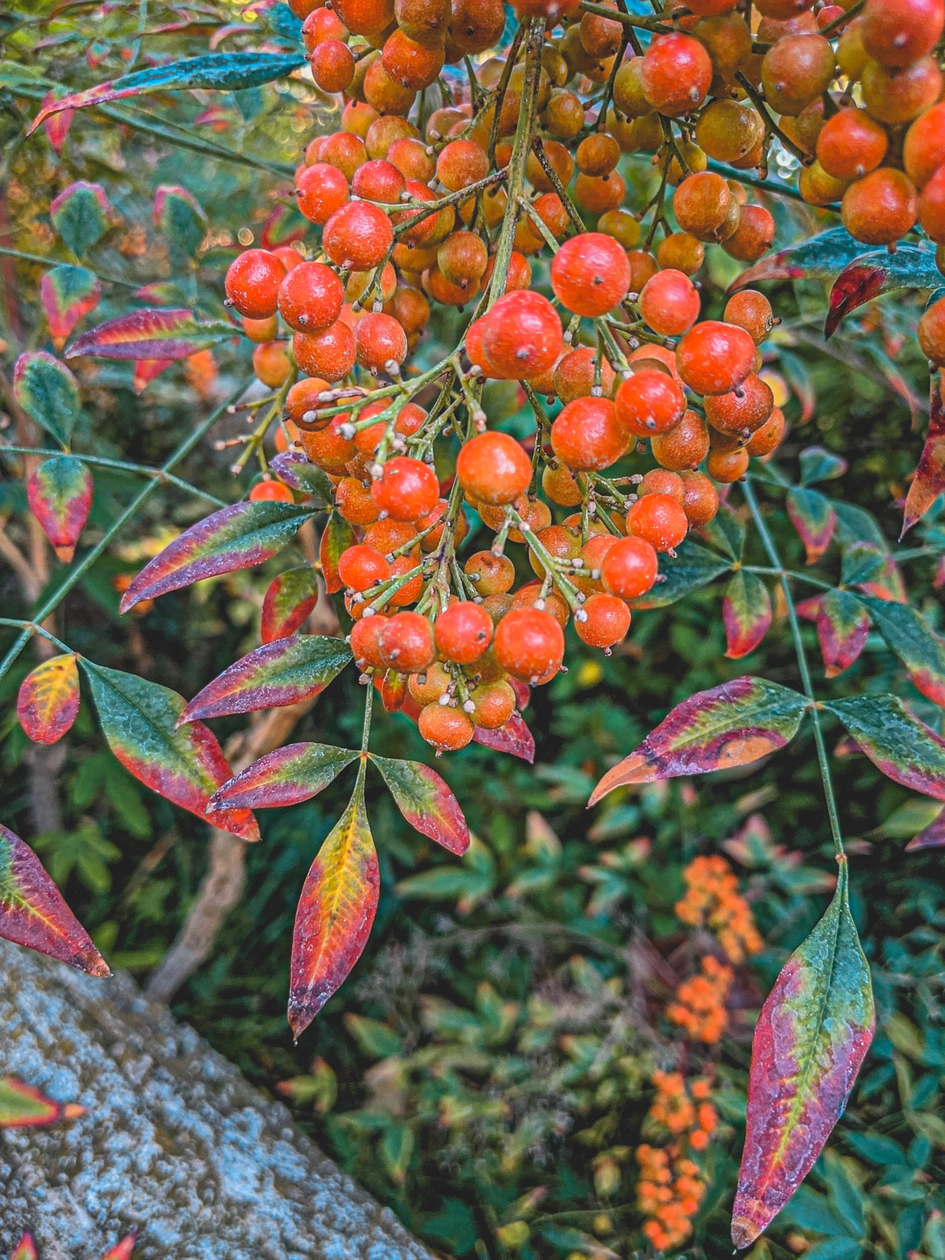 #EyesForLA, America, Los Angeles, naina redhu, naina.co, usa, huntington library and botanical gardens, huntington botanical gardens, huntington botanical gardens los angeles, succulents, cactus, cacti, garden benches, sunset, desert garden, haworthia, haworthiopsis, gasteria, prickly pear, plants, trees, conservation, ecology, orchids, chrysanthemums, flower show, flowers, cactus flowers, stinky flowers, california, california plants, agave, aloe vera, succulent garden, finger lime, eyesfordestinations, eyes for destinations, koi pond, fish, flower photography, plant photography, flower close-ups, plant close-ups, succulent close ups, succulent photography, lifestyle photographer, travel photographer,