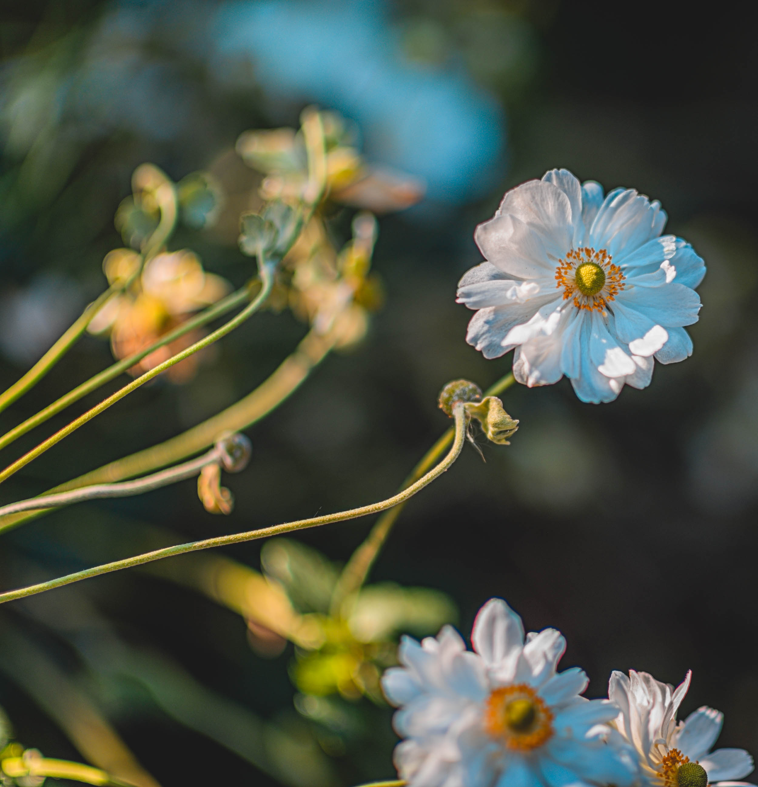 #EyesForLA, America, Los Angeles, naina redhu, naina.co, usa, huntington library and botanical gardens, huntington botanical gardens, huntington botanical gardens los angeles, succulents, cactus, cacti, garden benches, sunset, desert garden, haworthia, haworthiopsis, gasteria, prickly pear, plants, trees, conservation, ecology, orchids, chrysanthemums, flower show, flowers, cactus flowers, stinky flowers, california, california plants, agave, aloe vera, succulent garden, finger lime, eyesfordestinations, eyes for destinations, koi pond, fish, flower photography, plant photography, flower close-ups, plant close-ups, succulent close ups, succulent photography, lifestyle photographer, travel photographer,