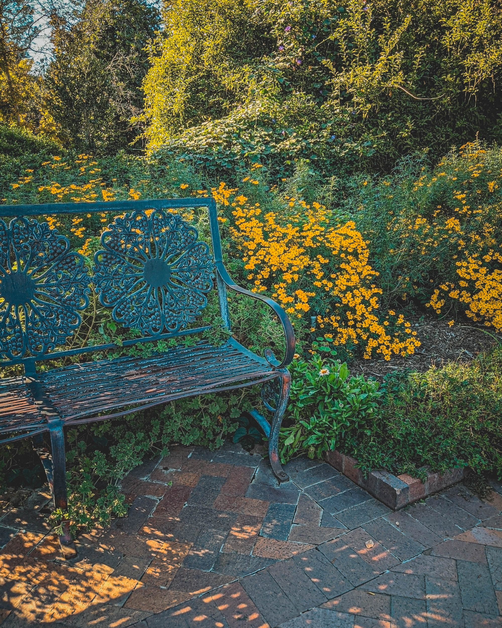 #EyesForLA, America, Los Angeles, naina redhu, naina.co, usa, huntington library and botanical gardens, huntington botanical gardens, huntington botanical gardens los angeles, succulents, cactus, cacti, garden benches, sunset, desert garden, haworthia, haworthiopsis, gasteria, prickly pear, plants, trees, conservation, ecology, orchids, chrysanthemums, flower show, flowers, cactus flowers, stinky flowers, california, california plants, agave, aloe vera, succulent garden, finger lime, eyesfordestinations, eyes for destinations, koi pond, fish, flower photography, plant photography, flower close-ups, plant close-ups, succulent close ups, succulent photography, lifestyle photographer, travel photographer,