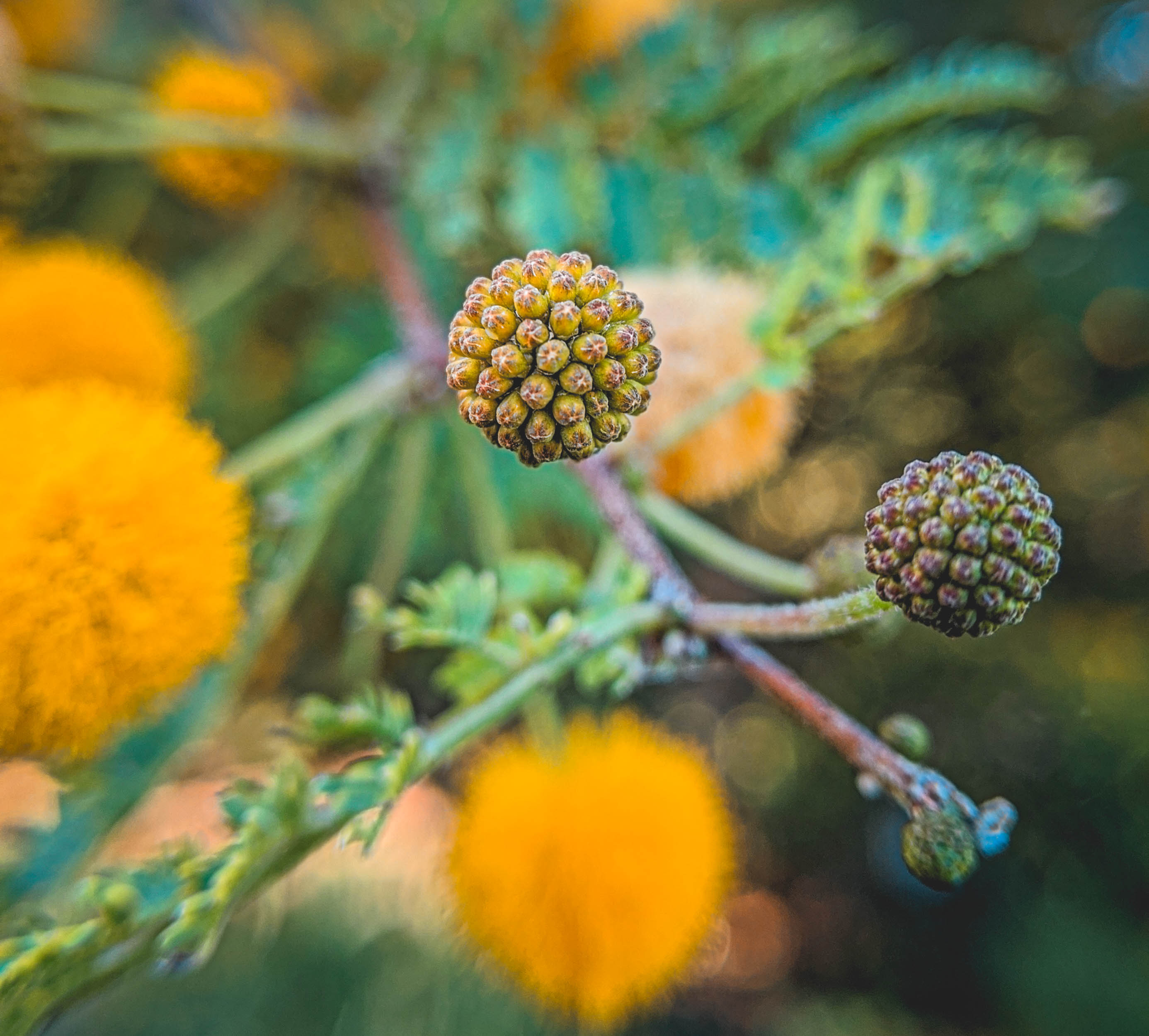 #EyesForLA, America, Los Angeles, naina redhu, naina.co, usa, huntington library and botanical gardens, huntington botanical gardens, huntington botanical gardens los angeles, succulents, cactus, cacti, garden benches, sunset, desert garden, haworthia, haworthiopsis, gasteria, prickly pear, plants, trees, conservation, ecology, orchids, chrysanthemums, flower show, flowers, cactus flowers, stinky flowers, california, california plants, agave, aloe vera, succulent garden, finger lime, eyesfordestinations, eyes for destinations, koi pond, fish, flower photography, plant photography, flower close-ups, plant close-ups, succulent close ups, succulent photography, lifestyle photographer, travel photographer,