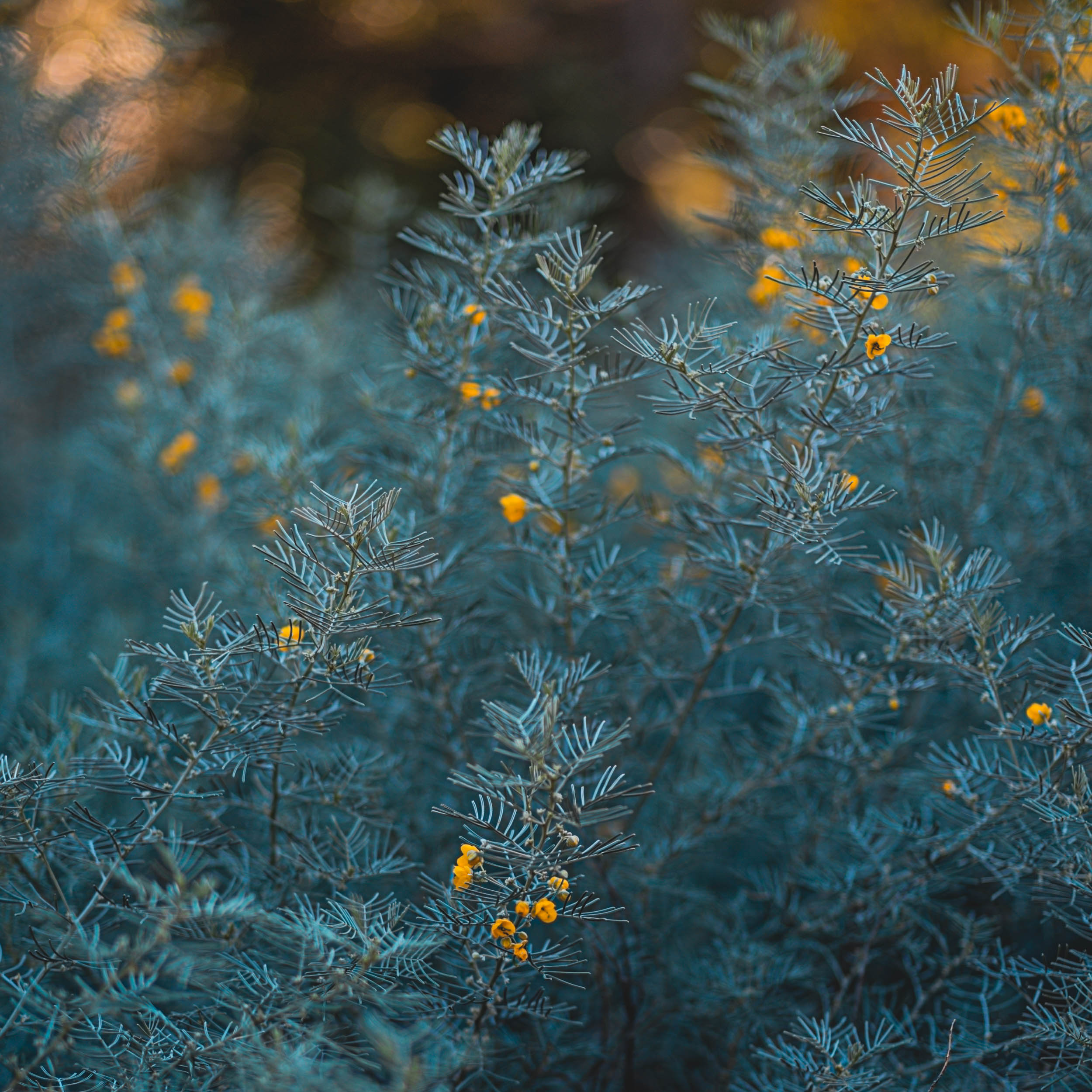 #EyesForLA, America, Los Angeles, naina redhu, naina.co, usa, huntington library and botanical gardens, huntington botanical gardens, huntington botanical gardens los angeles, succulents, cactus, cacti, garden benches, sunset, desert garden, haworthia, haworthiopsis, gasteria, prickly pear, plants, trees, conservation, ecology, orchids, chrysanthemums, flower show, flowers, cactus flowers, stinky flowers, california, california plants, agave, aloe vera, succulent garden, finger lime, eyesfordestinations, eyes for destinations, koi pond, fish, flower photography, plant photography, flower close-ups, plant close-ups, succulent close ups, succulent photography, lifestyle photographer, travel photographer,