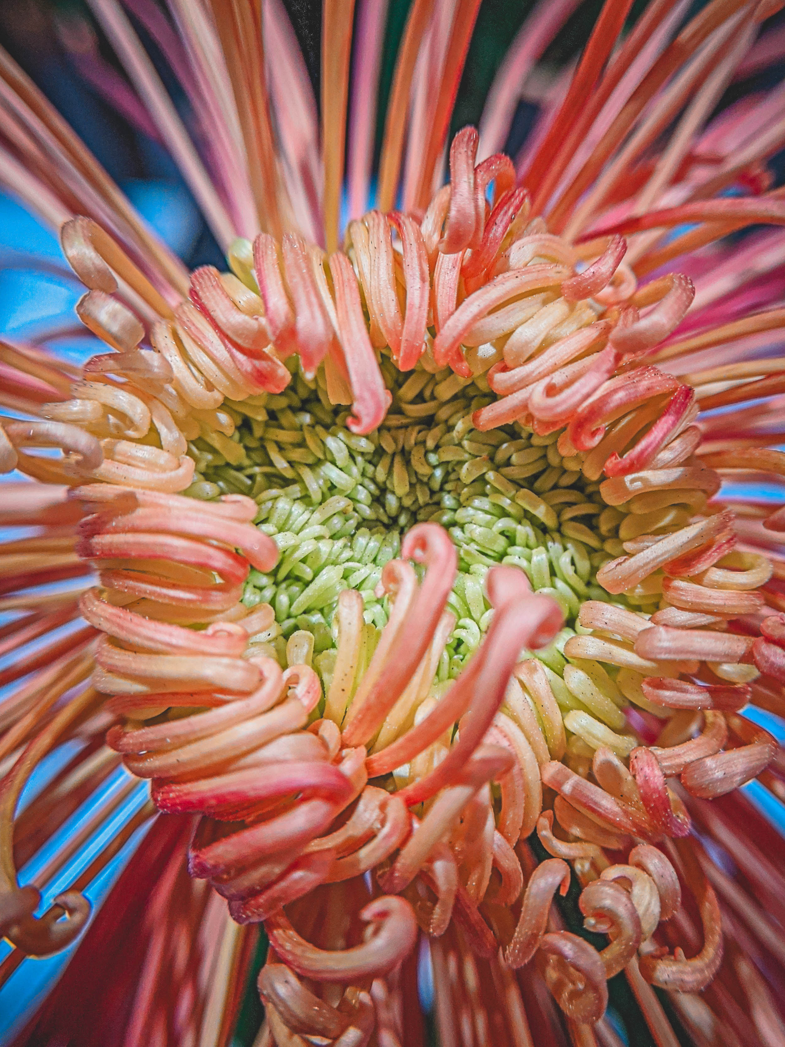 #EyesForLA, America, Los Angeles, naina redhu, naina.co, usa, huntington library and botanical gardens, huntington botanical gardens, huntington botanical gardens los angeles, succulents, cactus, cacti, garden benches, sunset, desert garden, haworthia, haworthiopsis, gasteria, prickly pear, plants, trees, conservation, ecology, orchids, chrysanthemums, flower show, flowers, cactus flowers, stinky flowers, california, california plants, agave, aloe vera, succulent garden, finger lime, eyesfordestinations, eyes for destinations, koi pond, fish, flower photography, plant photography, flower close-ups, plant close-ups, succulent close ups, succulent photography, lifestyle photographer, travel photographer,