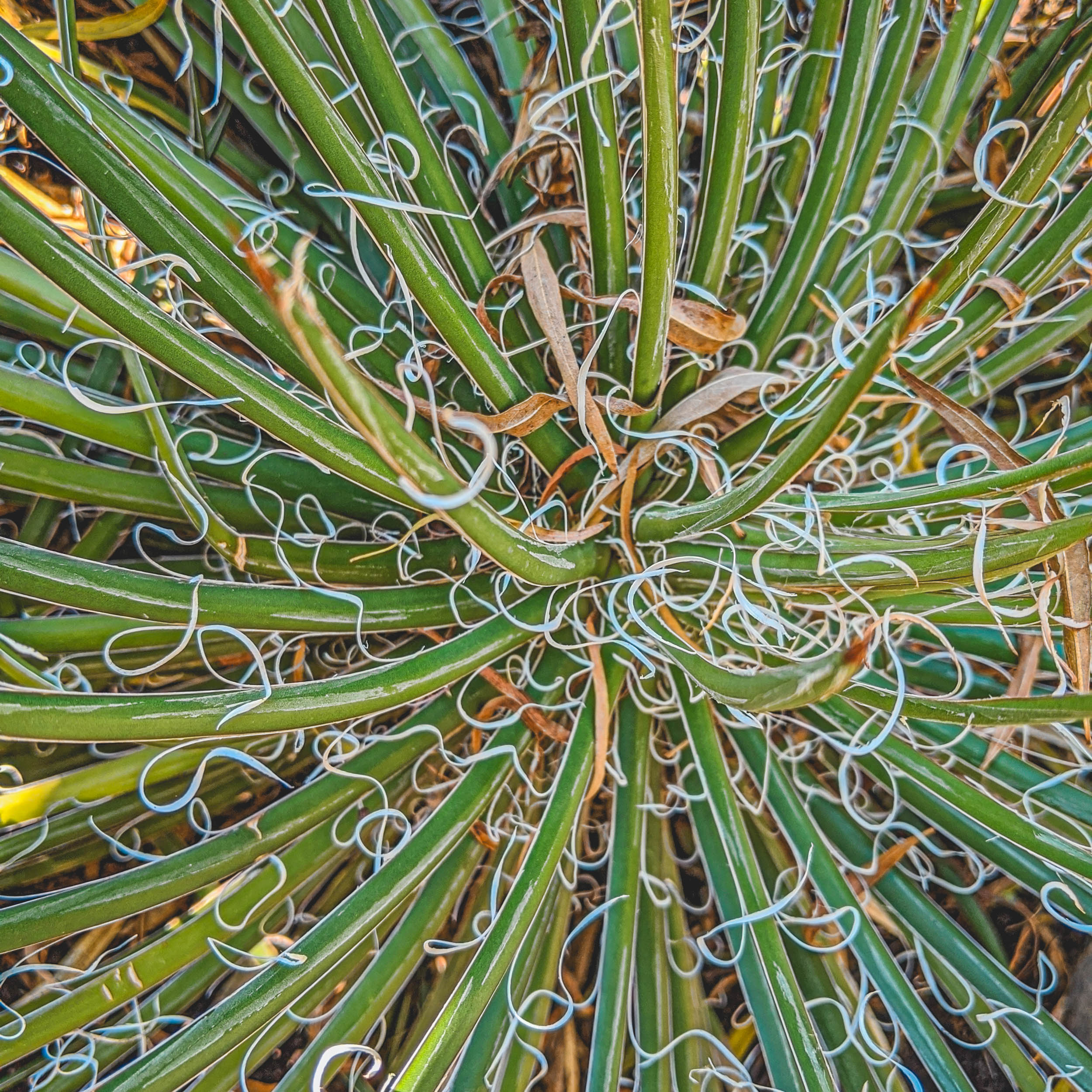 #EyesForLA, America, Los Angeles, naina redhu, naina.co, usa, huntington library and botanical gardens, huntington botanical gardens, huntington botanical gardens los angeles, succulents, cactus, cacti, garden benches, sunset, desert garden, haworthia, haworthiopsis, gasteria, prickly pear, plants, trees, conservation, ecology, orchids, chrysanthemums, flower show, flowers, cactus flowers, stinky flowers, california, california plants, agave, aloe vera, succulent garden, finger lime, eyesfordestinations, eyes for destinations, koi pond, fish, flower photography, plant photography, flower close-ups, plant close-ups, succulent close ups, succulent photography, lifestyle photographer, travel photographer,