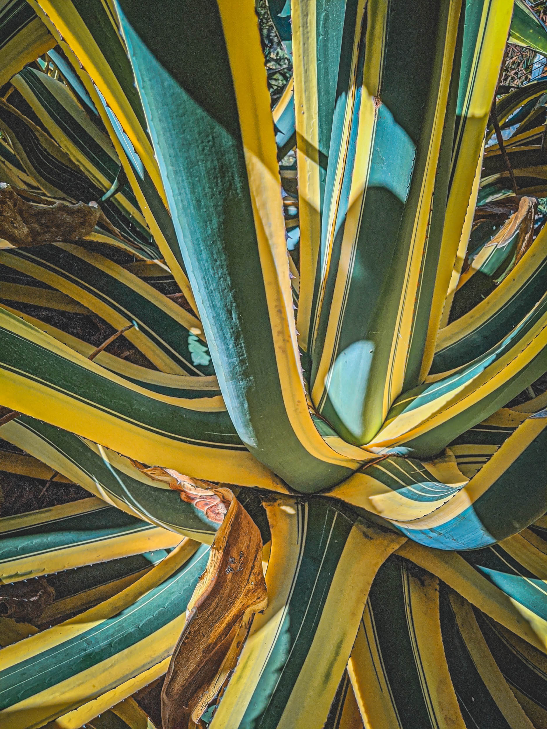 #EyesForLA, America, Los Angeles, naina redhu, naina.co, usa, huntington library and botanical gardens, huntington botanical gardens, huntington botanical gardens los angeles, succulents, cactus, cacti, garden benches, sunset, desert garden, haworthia, haworthiopsis, gasteria, prickly pear, plants, trees, conservation, ecology, orchids, chrysanthemums, flower show, flowers, cactus flowers, stinky flowers, california, california plants, agave, aloe vera, succulent garden, finger lime, eyesfordestinations, eyes for destinations, koi pond, fish, flower photography, plant photography, flower close-ups, plant close-ups, succulent close ups, succulent photography, lifestyle photographer, travel photographer,