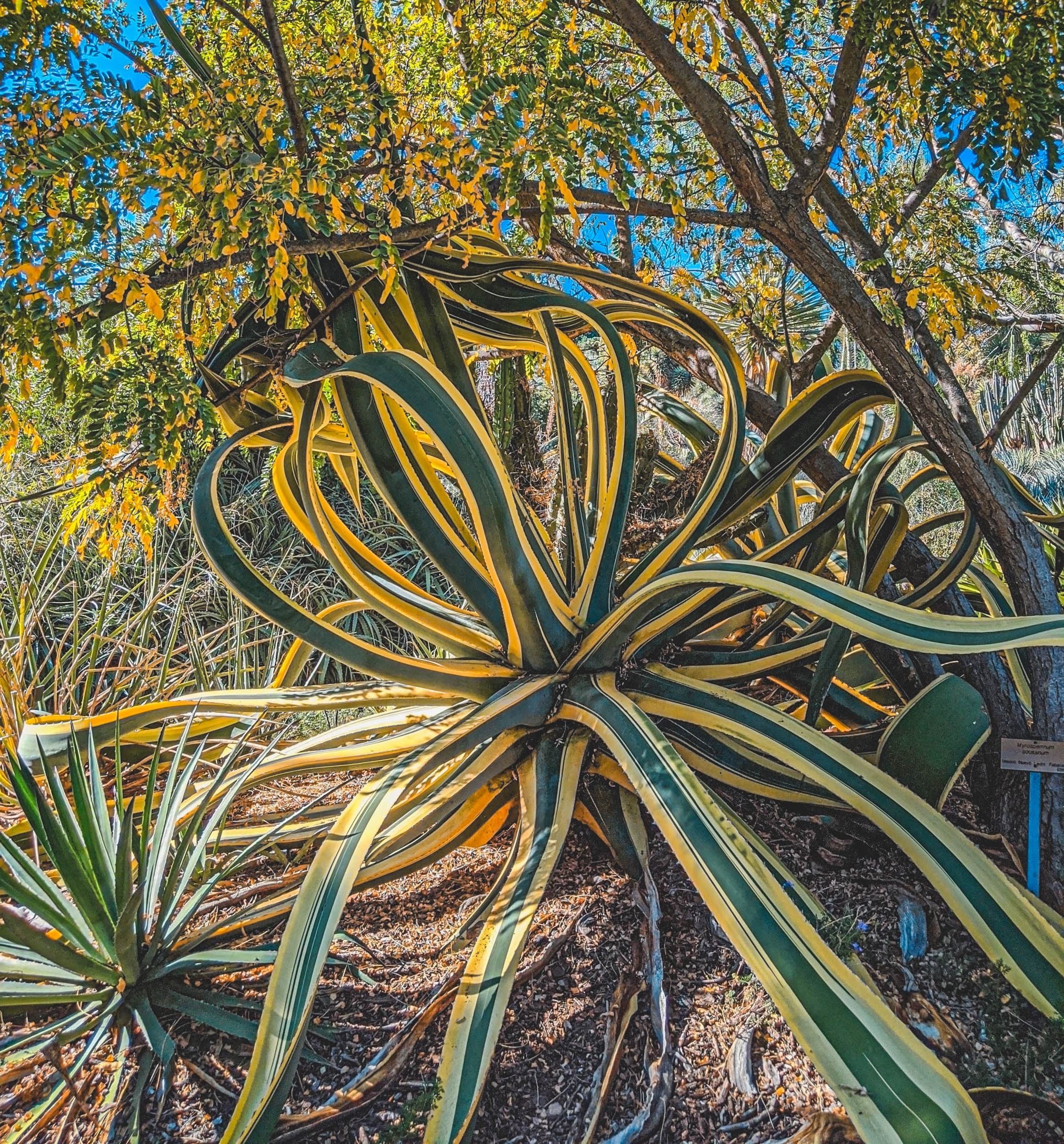 #EyesForLA, America, Los Angeles, naina redhu, naina.co, usa, huntington library and botanical gardens, huntington botanical gardens, huntington botanical gardens los angeles, succulents, cactus, cacti, garden benches, sunset, desert garden, haworthia, haworthiopsis, gasteria, prickly pear, plants, trees, conservation, ecology, orchids, chrysanthemums, flower show, flowers, cactus flowers, stinky flowers, california, california plants, agave, aloe vera, succulent garden, finger lime, eyesfordestinations, eyes for destinations, koi pond, fish, flower photography, plant photography, flower close-ups, plant close-ups, succulent close ups, succulent photography, lifestyle photographer, travel photographer,