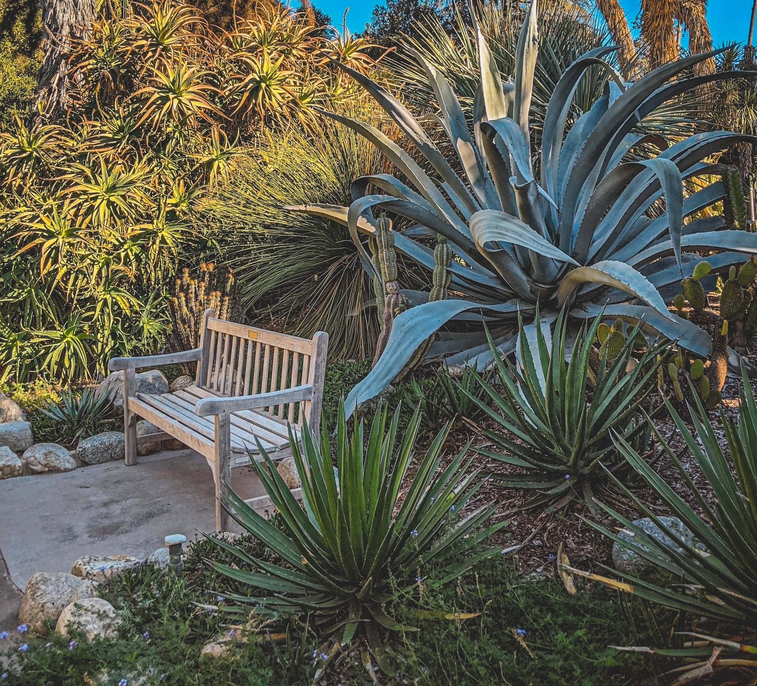 #EyesForLA, America, Los Angeles, naina redhu, naina.co, usa, huntington library and botanical gardens, huntington botanical gardens, huntington botanical gardens los angeles, succulents, cactus, cacti, garden benches, sunset, desert garden, haworthia, haworthiopsis, gasteria, prickly pear, plants, trees, conservation, ecology, orchids, chrysanthemums, flower show, flowers, cactus flowers, stinky flowers, california, california plants, agave, aloe vera, succulent garden, finger lime, eyesfordestinations, eyes for destinations, koi pond, fish, flower photography, plant photography, flower close-ups, plant close-ups, succulent close ups, succulent photography, lifestyle photographer, travel photographer,