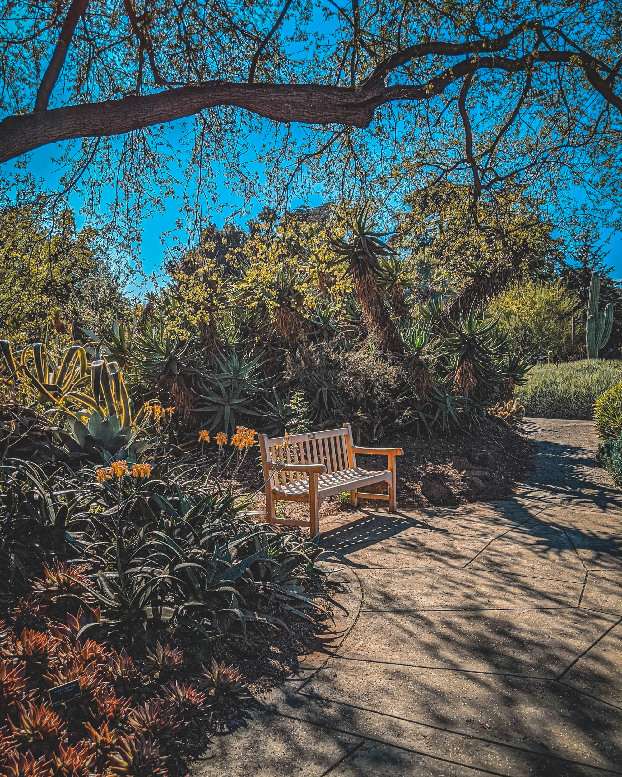 #EyesForLA, America, Los Angeles, naina redhu, naina.co, usa, huntington library and botanical gardens, huntington botanical gardens, huntington botanical gardens los angeles, succulents, cactus, cacti, garden benches, sunset, desert garden, haworthia, haworthiopsis, gasteria, prickly pear, plants, trees, conservation, ecology, orchids, chrysanthemums, flower show, flowers, cactus flowers, stinky flowers, california, california plants, agave, aloe vera, succulent garden, finger lime, eyesfordestinations, eyes for destinations, koi pond, fish, flower photography, plant photography, flower close-ups, plant close-ups, succulent close ups, succulent photography, lifestyle photographer, travel photographer,