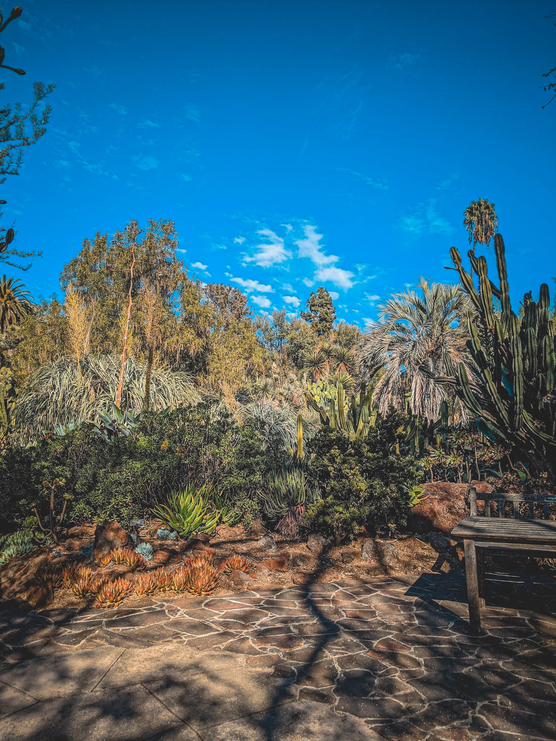 #EyesForLA, America, Los Angeles, naina redhu, naina.co, usa, huntington library and botanical gardens, huntington botanical gardens, huntington botanical gardens los angeles, succulents, cactus, cacti, garden benches, sunset, desert garden, haworthia, haworthiopsis, gasteria, prickly pear, plants, trees, conservation, ecology, orchids, chrysanthemums, flower show, flowers, cactus flowers, stinky flowers, california, california plants, agave, aloe vera, succulent garden, finger lime, eyesfordestinations, eyes for destinations, koi pond, fish, flower photography, plant photography, flower close-ups, plant close-ups, succulent close ups, succulent photography, lifestyle photographer, travel photographer,