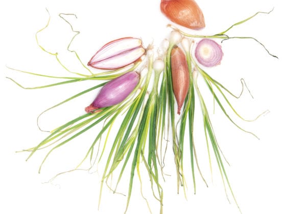 photograph of shallots, photograph of onions, photograph of spring onions, onion, shallot, spring onion, vegetables, still photographer, still life photography, white background, green, purple, naina.co, naina.com, naina redhu, lifestyle photographer india, still life photographer india