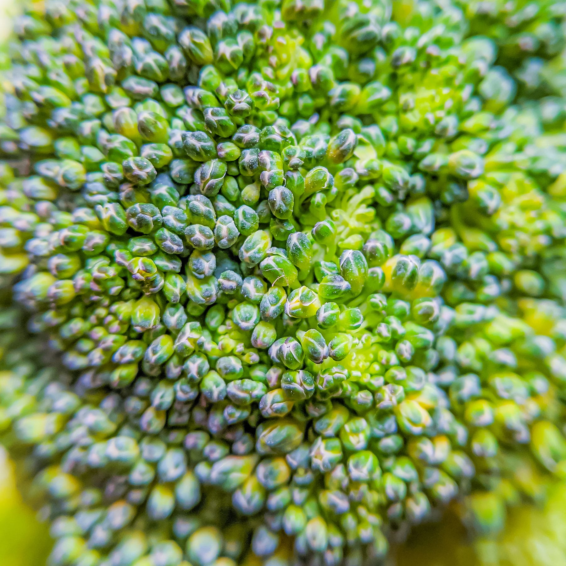 broccoli, still life photography, food photography, white background photography, broccoli florets, food photographer india, indian food photographer, female food photographer, india, naina, naina.com, naina.co, naina redhu, naina photographer, naina blogger, lifestyle photographer, lifestyle photographer india, lifestyle blogger, lifestyle blogger india, luxury photographer, luxury photographer india, luxury bogger, luxury blogger india, broccoli on canvas