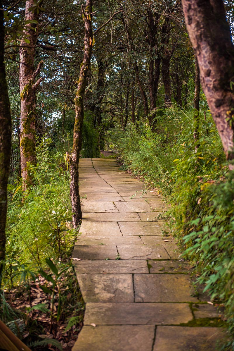 The Way We Were, Dream A Little Dream, Head Up In The Clouds, Feet On The Ground, Be Elevated, Binsar, Binsar Wildlife Reserve, Mary Budden Estate, Himalayas, Uttrakhand Diaries, In The Woods, Tap Your Primordial, A Forest Dream, Seek The Wilderness, Climb Your Mountain, Forests Are Storytellers, Seek Your Wilderness, Into A Mountain, Find Your Story, Remote Life, Remote Expeditions, Remote Places, Remote Travel, Uttrakhand Tourism, Eyes For Destinations, Find Your Wonderland, Disconnect To Connect, Indian Photographer, Travel Photographer India, Hospitality Photographer India, Luxury, Lifestyle, Blogger, Naina Redhu, Naina.co, Naina