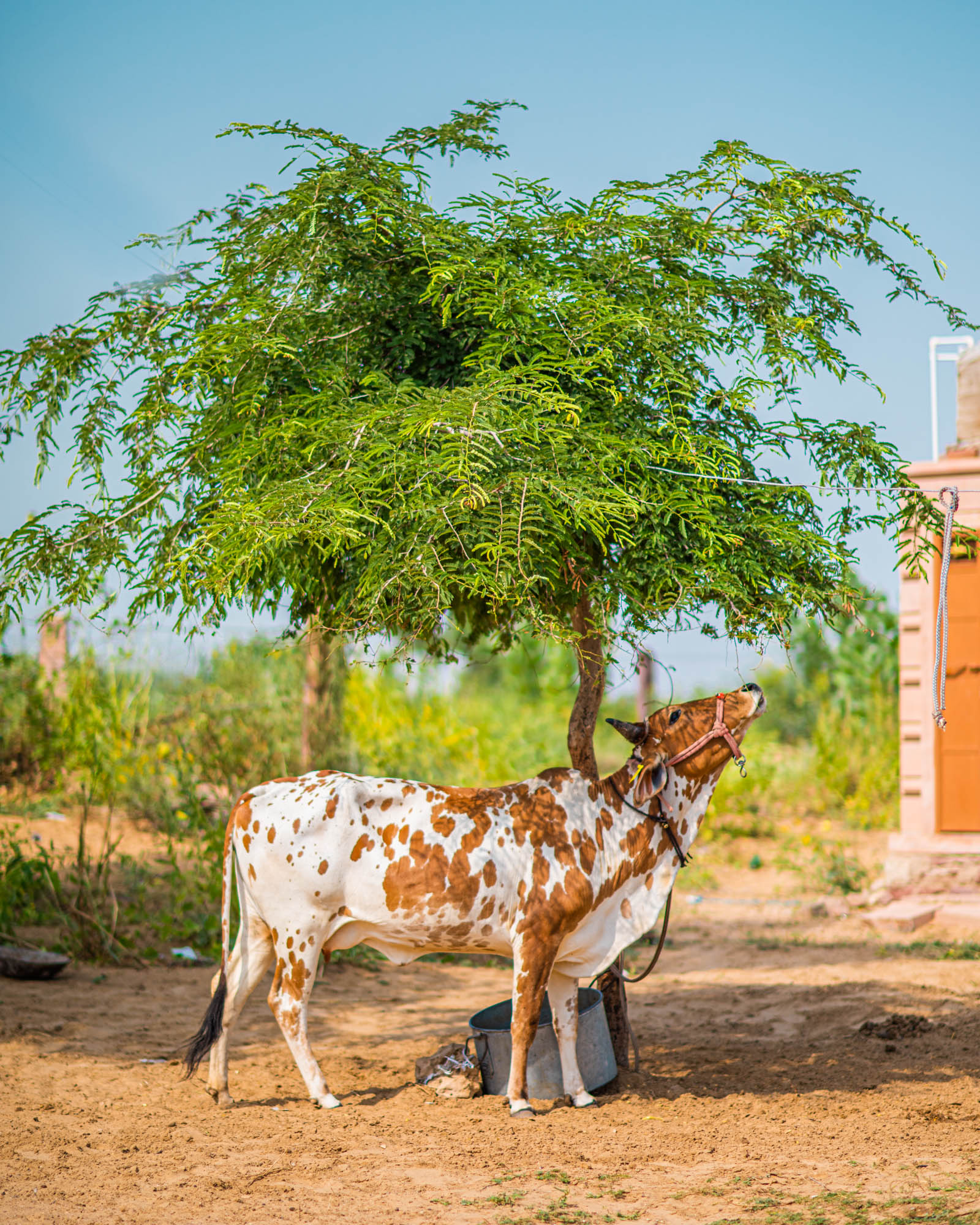 #NAINAxNarendraBhawan, #NAINAxNarendraBhawanBikaner, best boutique hotel in india, Bikaner, eyesfordestinations, eyesforrajasthan, indian boutique hotel, lifestyle photographer, naina, naina redhu, Narendra Bhawan, narendra bhawan bikaner, narendra bhawan india, narendra singh, Rajasthan, travel photogapher