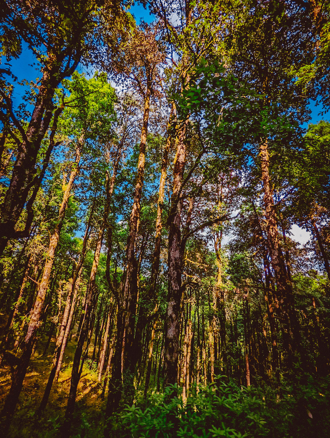 mukteshwar, airbnb cottage, rajat sethi, uttarakhand, iris cottage, eyesfordestinations, uttarakhand cottage, uttarakhand homestay, naina redhu, naina, travel blogger, travel photographer, professional photographer, hospitality professional