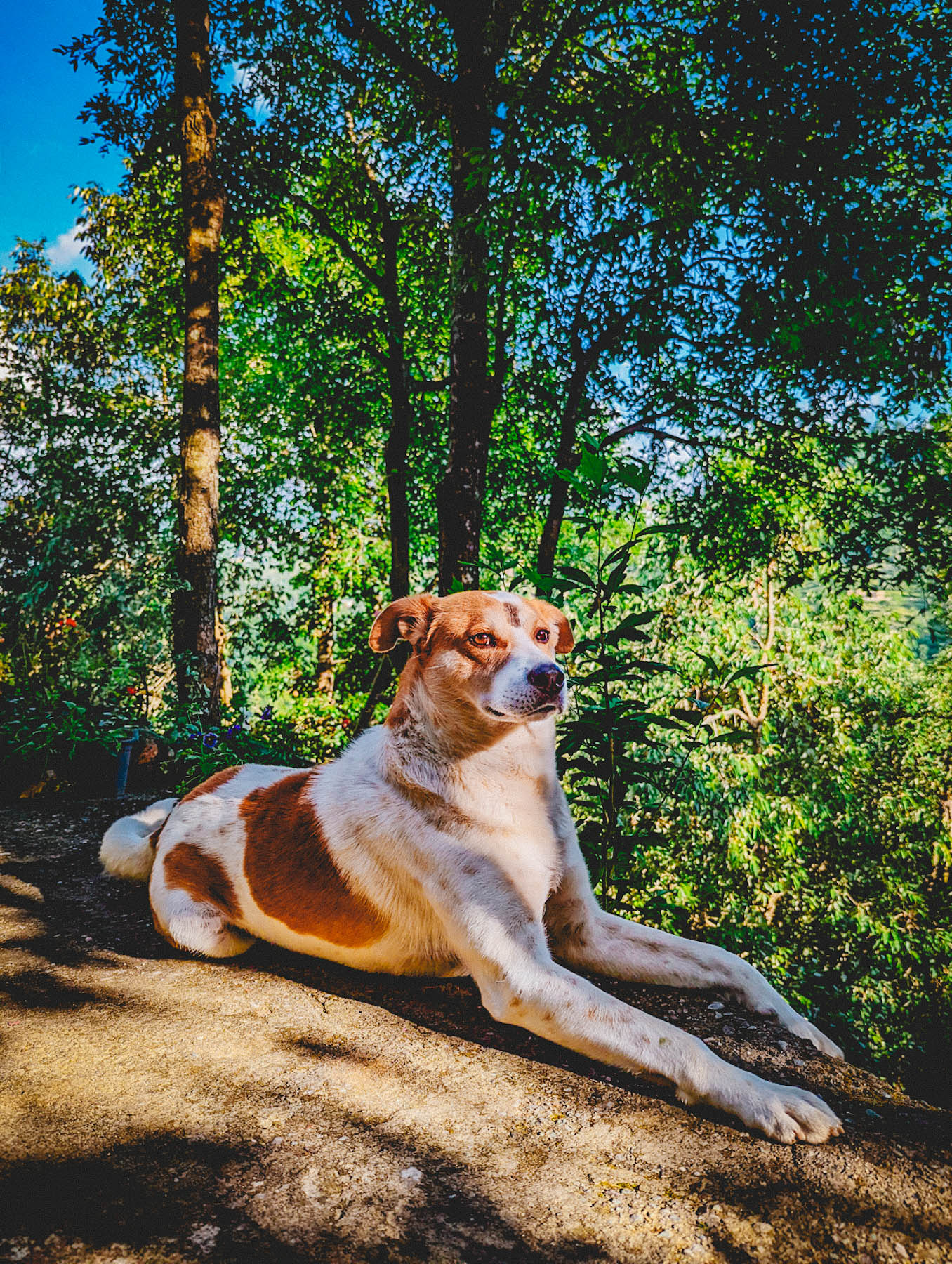 mukteshwar, airbnb cottage, rajat sethi, uttarakhand, iris cottage, eyesfordestinations, uttarakhand cottage, uttarakhand homestay, naina redhu, naina, travel blogger, travel photographer, professional photographer, hospitality professional