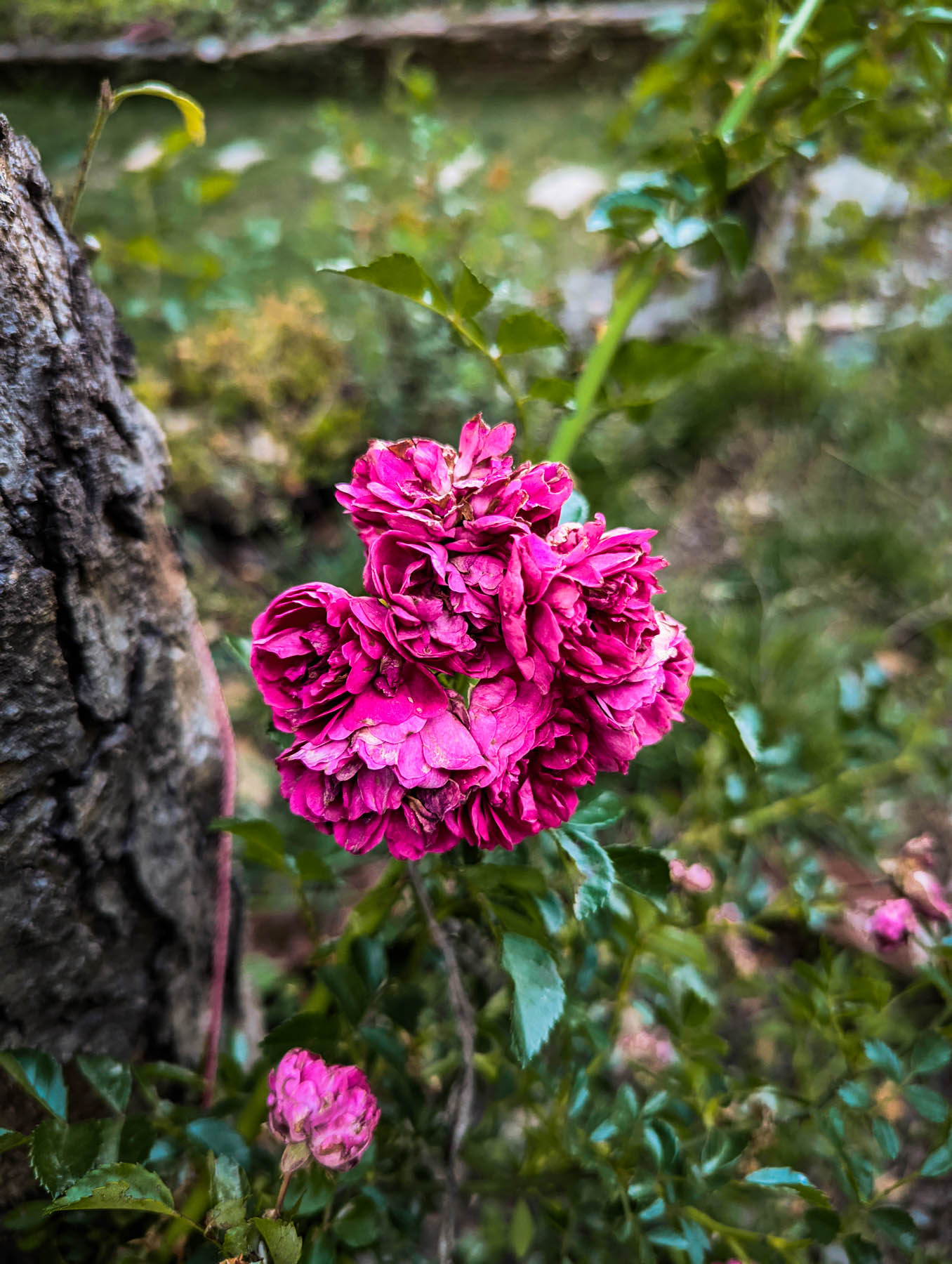 mukteshwar, airbnb cottage, rajat sethi, uttarakhand, iris cottage, eyesfordestinations, uttarakhand cottage, uttarakhand homestay, naina redhu, naina, travel blogger, travel photographer, professional photographer, hospitality professional