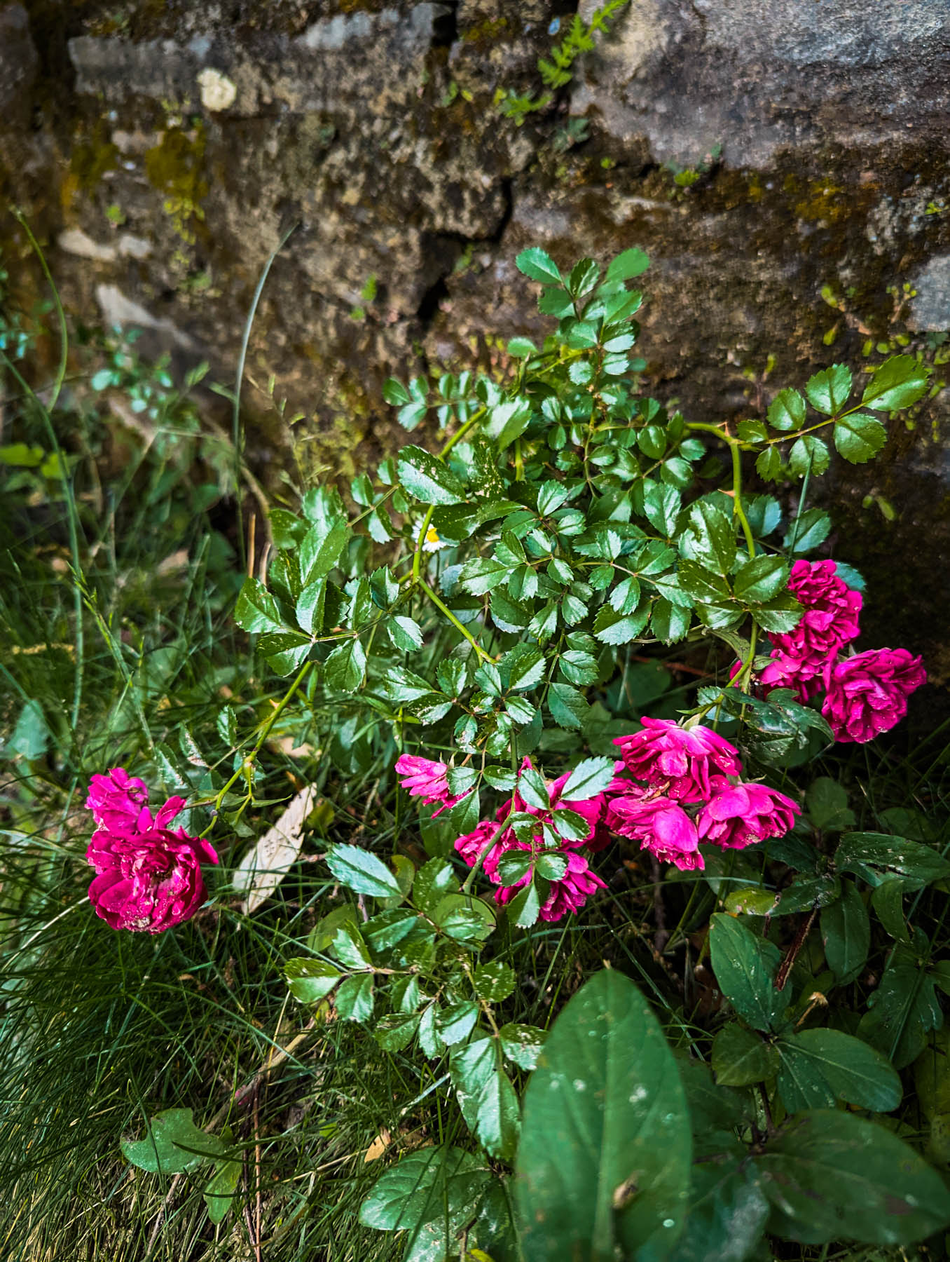 mukteshwar, airbnb cottage, rajat sethi, uttarakhand, iris cottage, eyesfordestinations, uttarakhand cottage, uttarakhand homestay, naina redhu, naina, travel blogger, travel photographer, professional photographer, hospitality professional