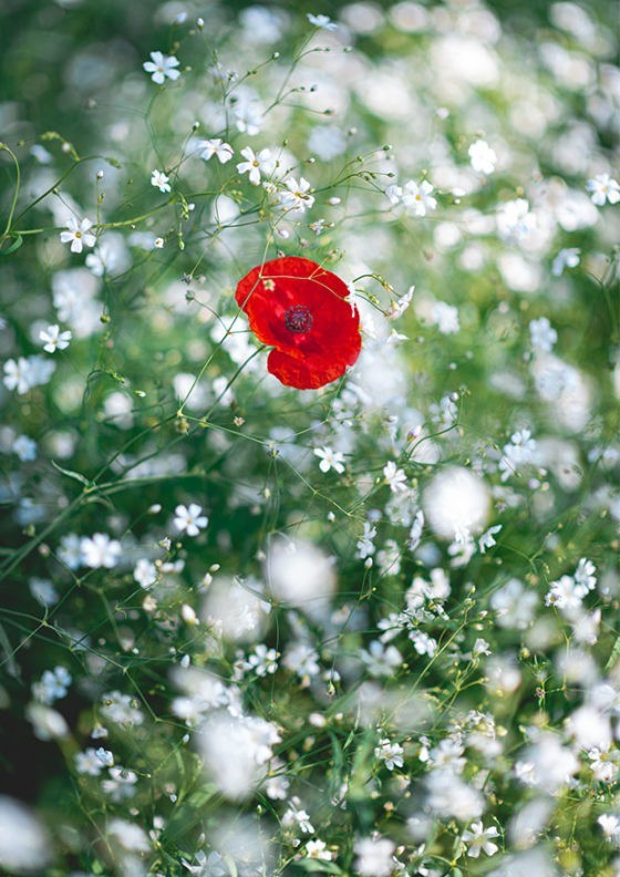 january poppy, poppy, flowers, photo print, fine art photo, fine art photographer, fine art print