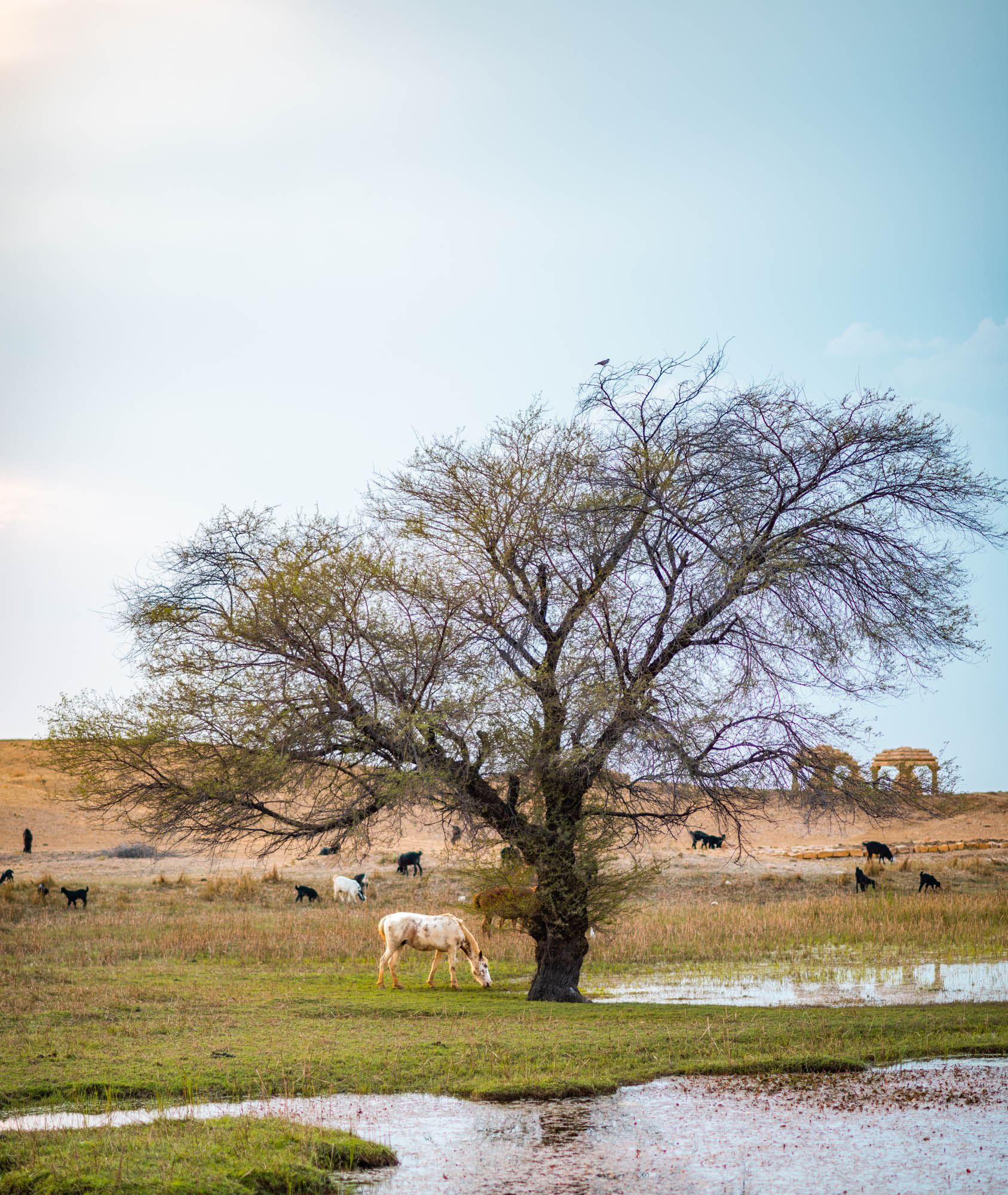 kuldhara oasis, holi sundowner, suryagarh jaisalmer, nainaxsuryagarh, holi 2023, naina.co, naina redhu, eyesfordestinations, incredible india, rajasthan, jaisalmer, desert oasis